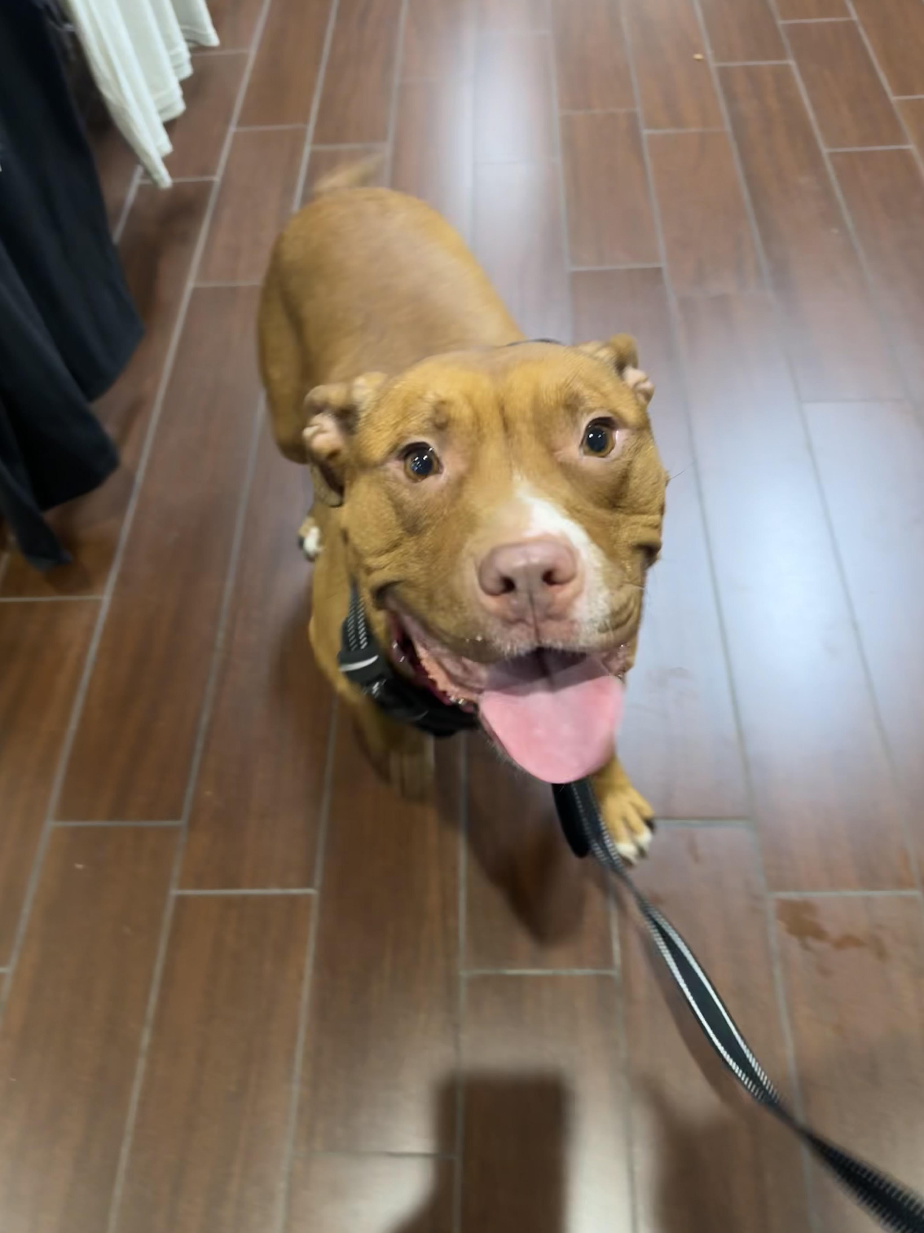 Rosie, a Adoptable mixed breed image 1/6