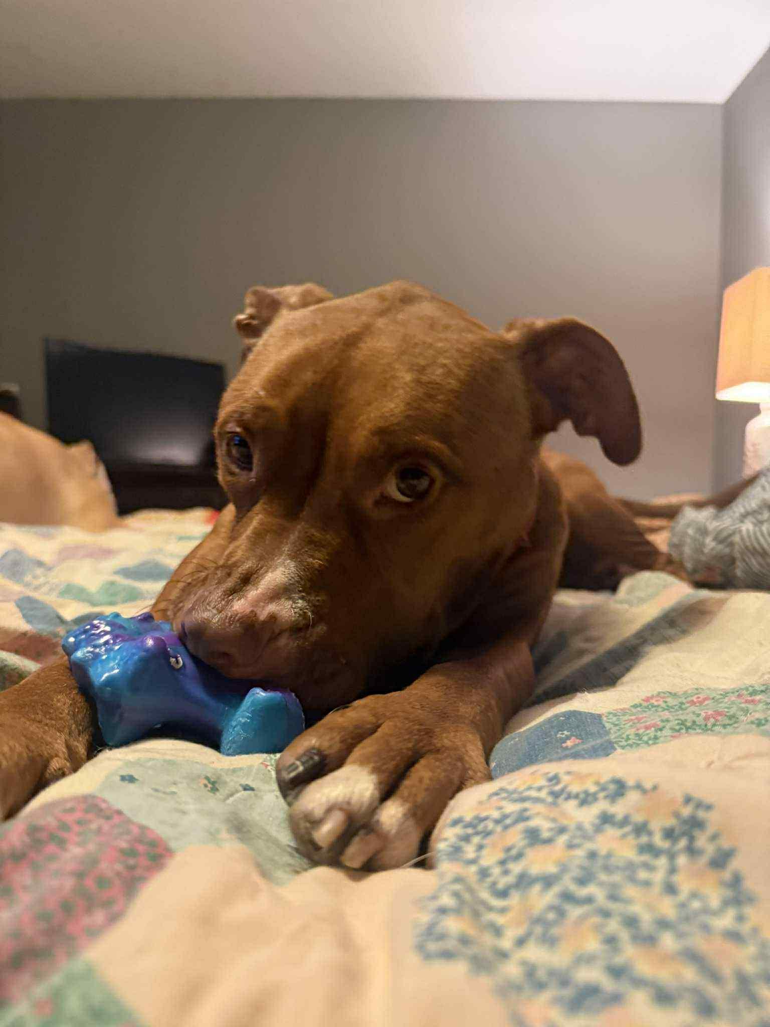 Rosie, a Adoptable mixed breed image 3/6