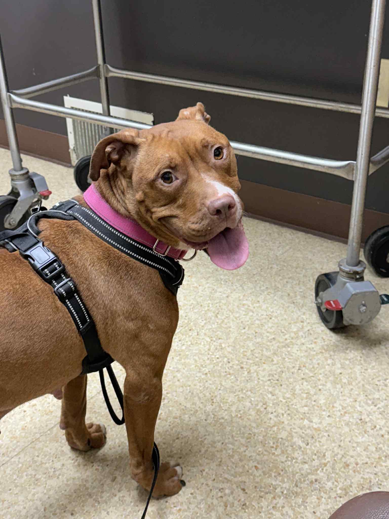 Enlarge Rosie, an adoptable mixed breed in Youngstown, OH image 2/6