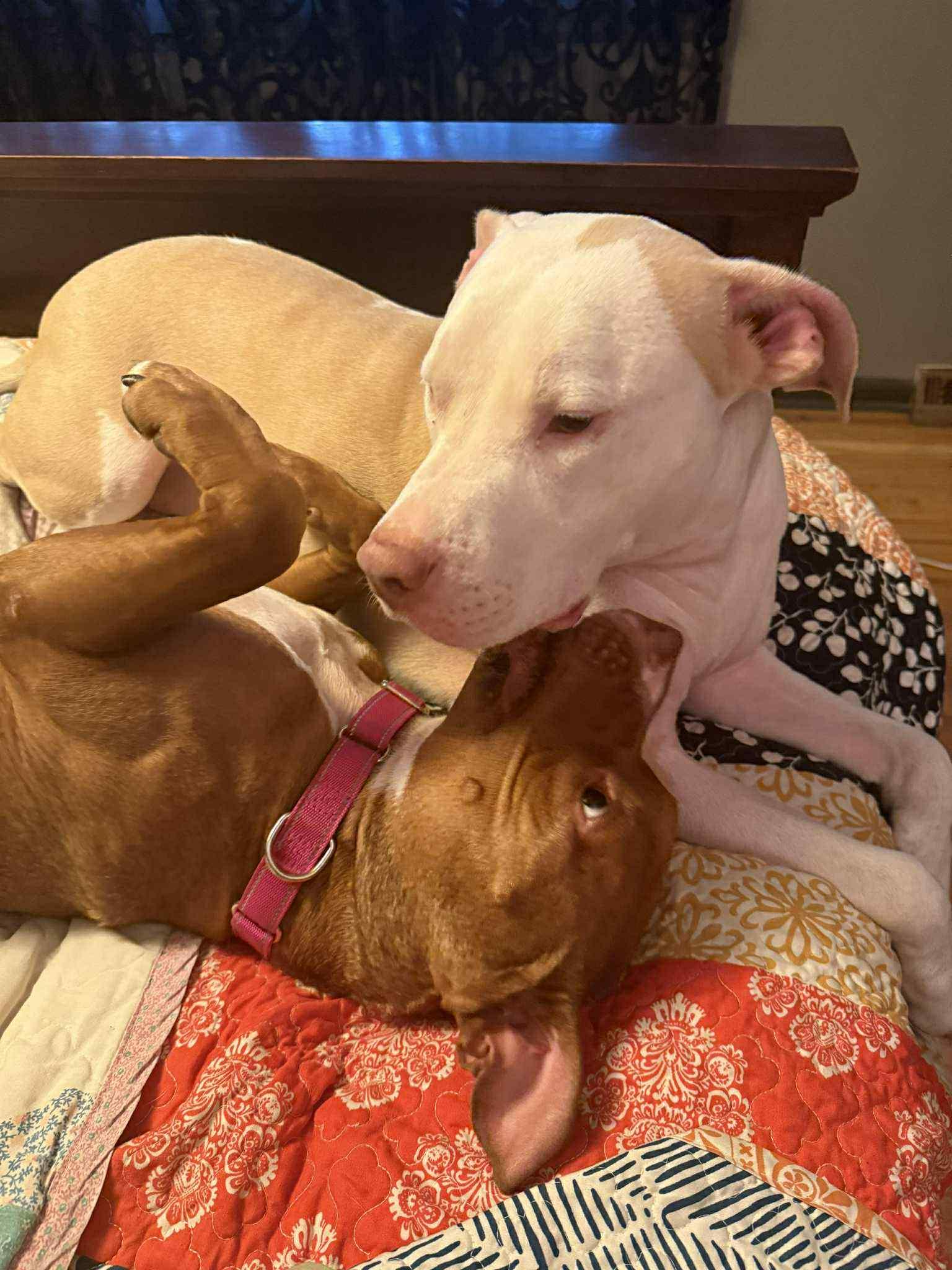 Rosie, a Adoptable mixed breed image 4/6