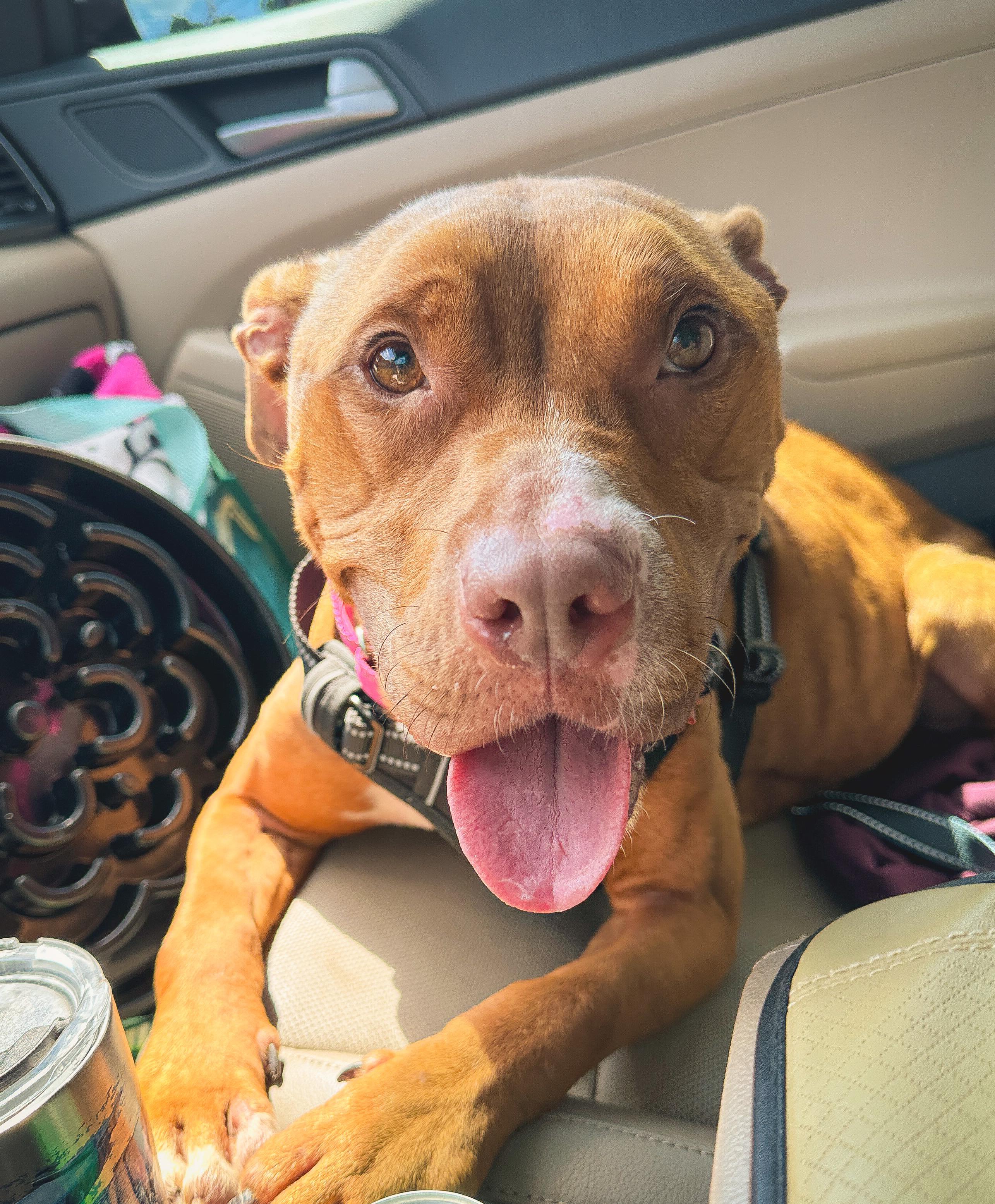 Rosie, a Adoptable mixed breed image 6/6