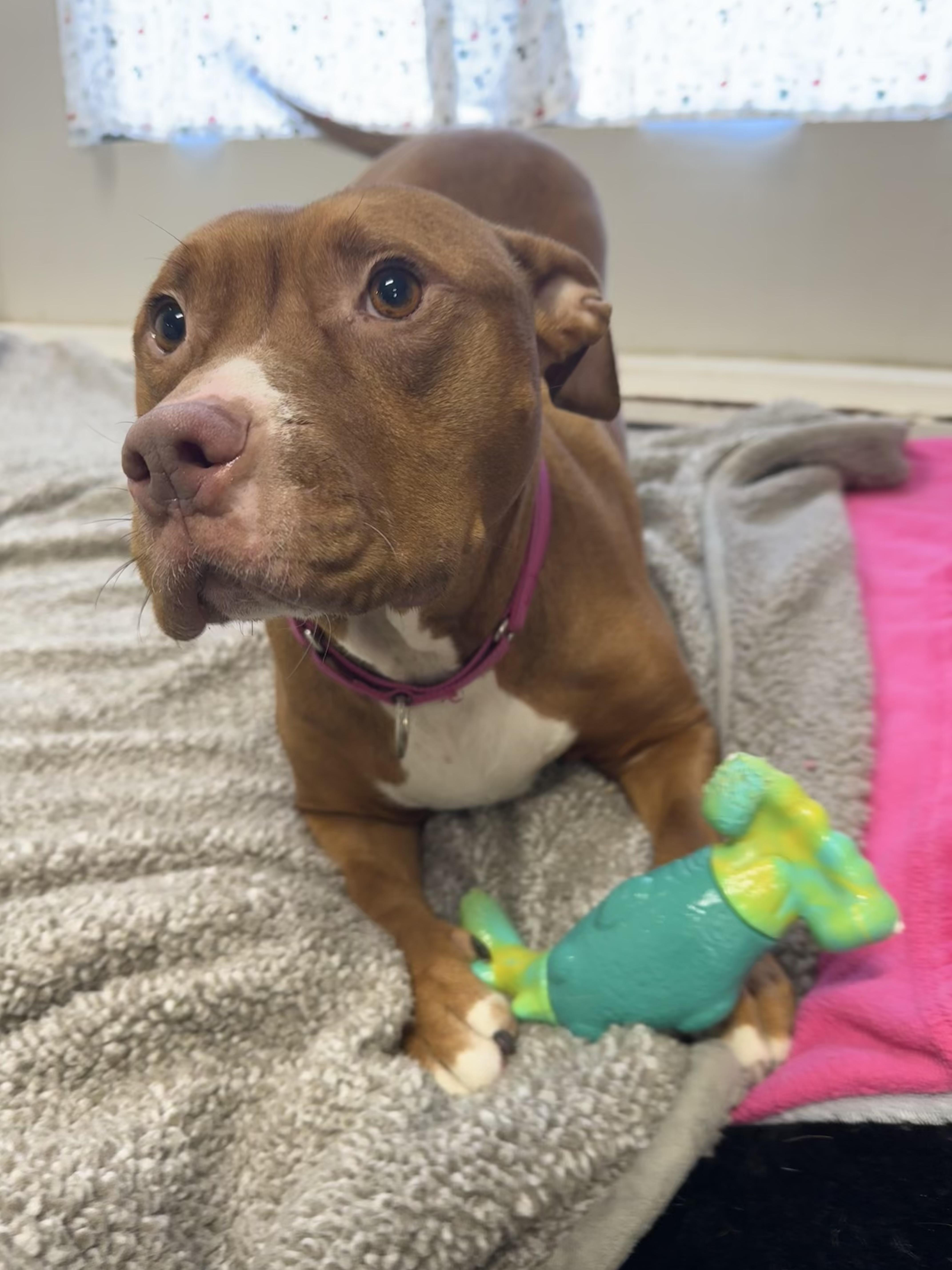 Enlarge Rosie, an adoptable mixed breed in Youngstown, OH image 1/6