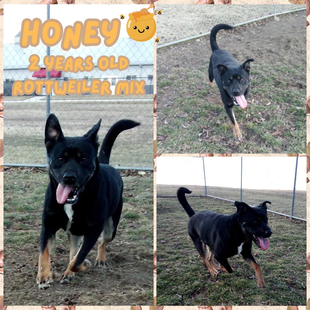 Honey, ADOPTABLE, Adult Male Rottweiler.