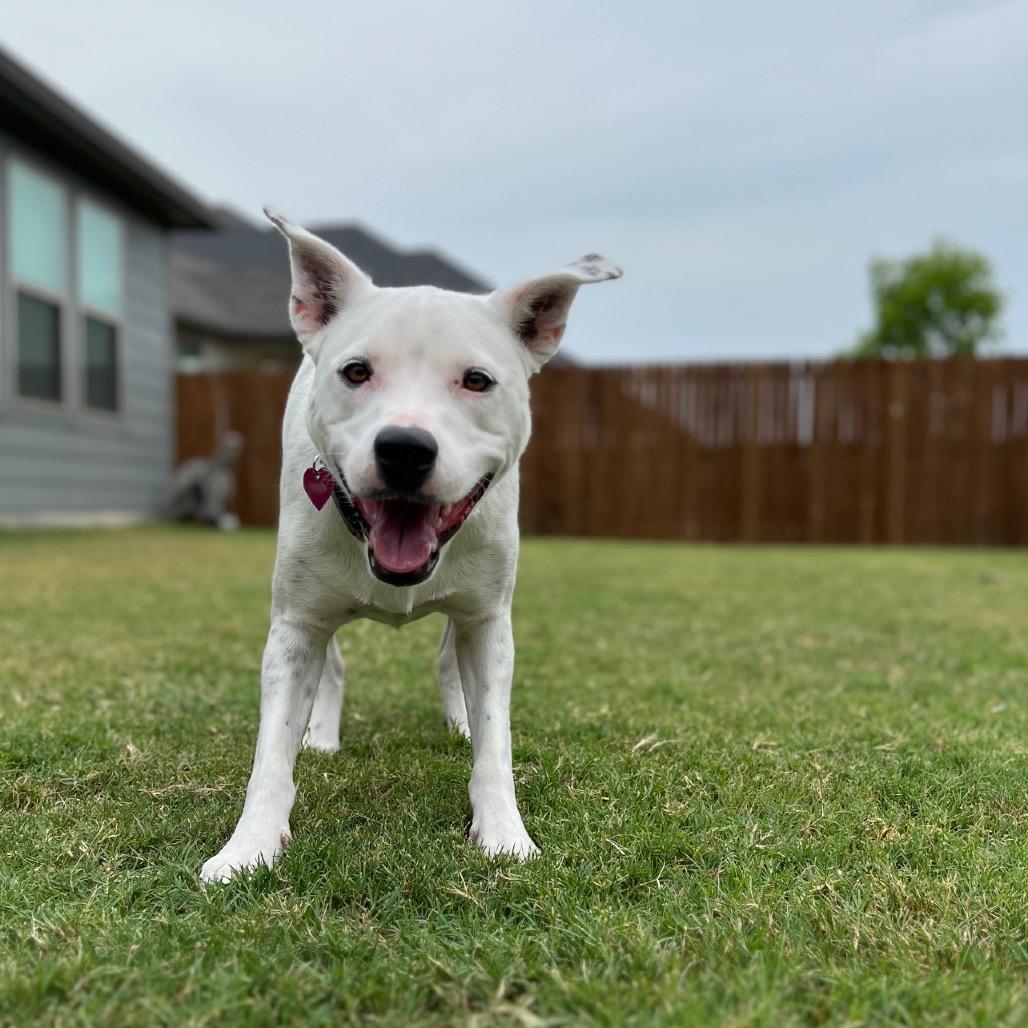 Enlarge Daisy, a Adoptable mixed breed in Dallas, TX image 1/6