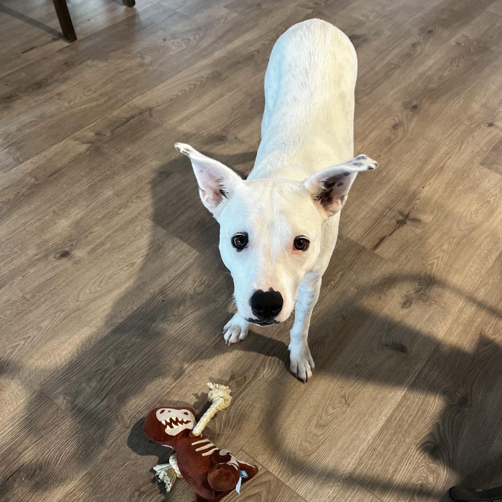 Enlarge Daisy, a Adoptable mixed breed in Dallas, TX image 2/6