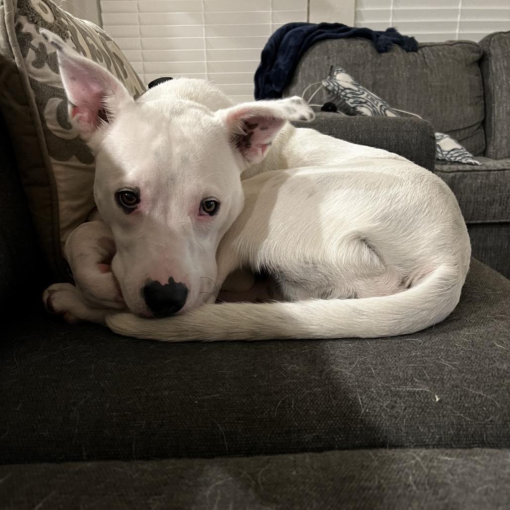 Enlarge Daisy, a Adoptable mixed breed in Dallas, TX image 3/6