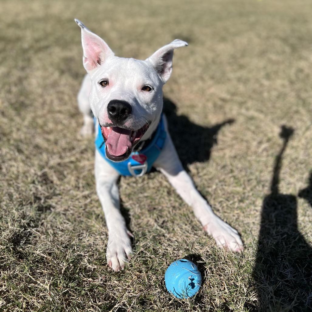 Enlarge Daisy, a Adoptable mixed breed in Dallas, TX image 5/6