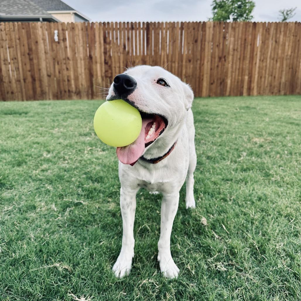 Enlarge Daisy, a Adoptable mixed breed in Dallas, TX image 6/6