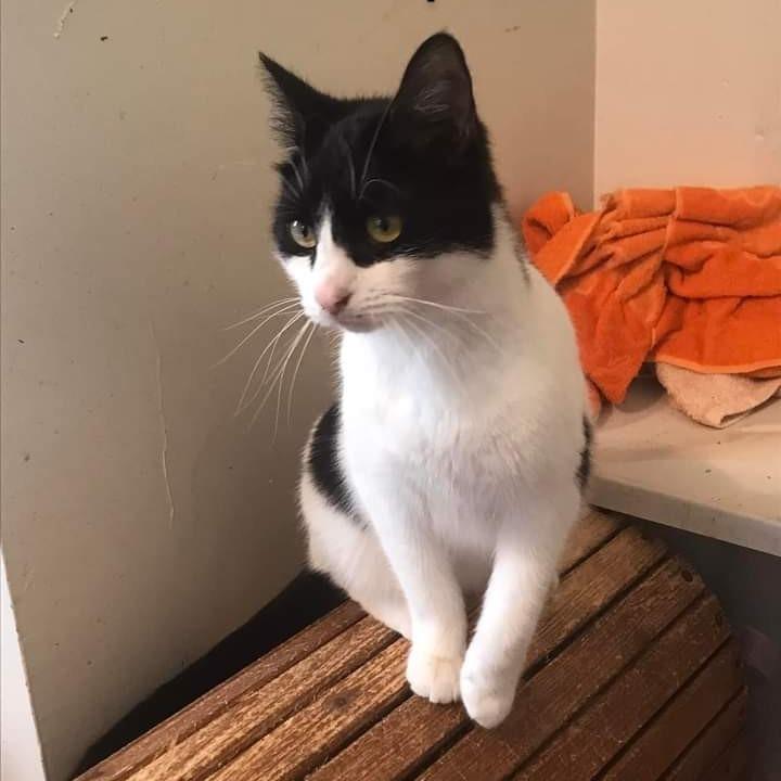 Sweetie Pie, Adoptable, Young Female Domestic Short Hair.