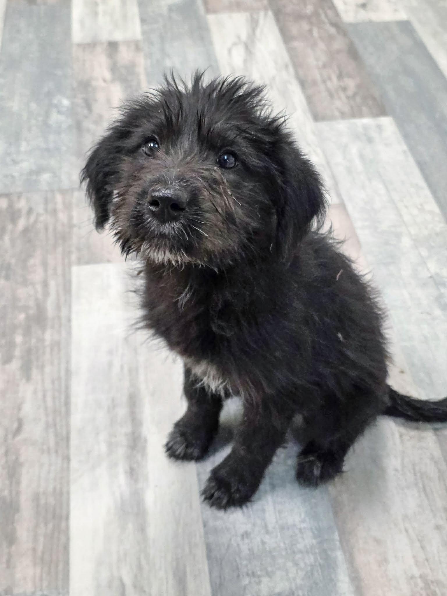 Gravy The Schanuzer Mix