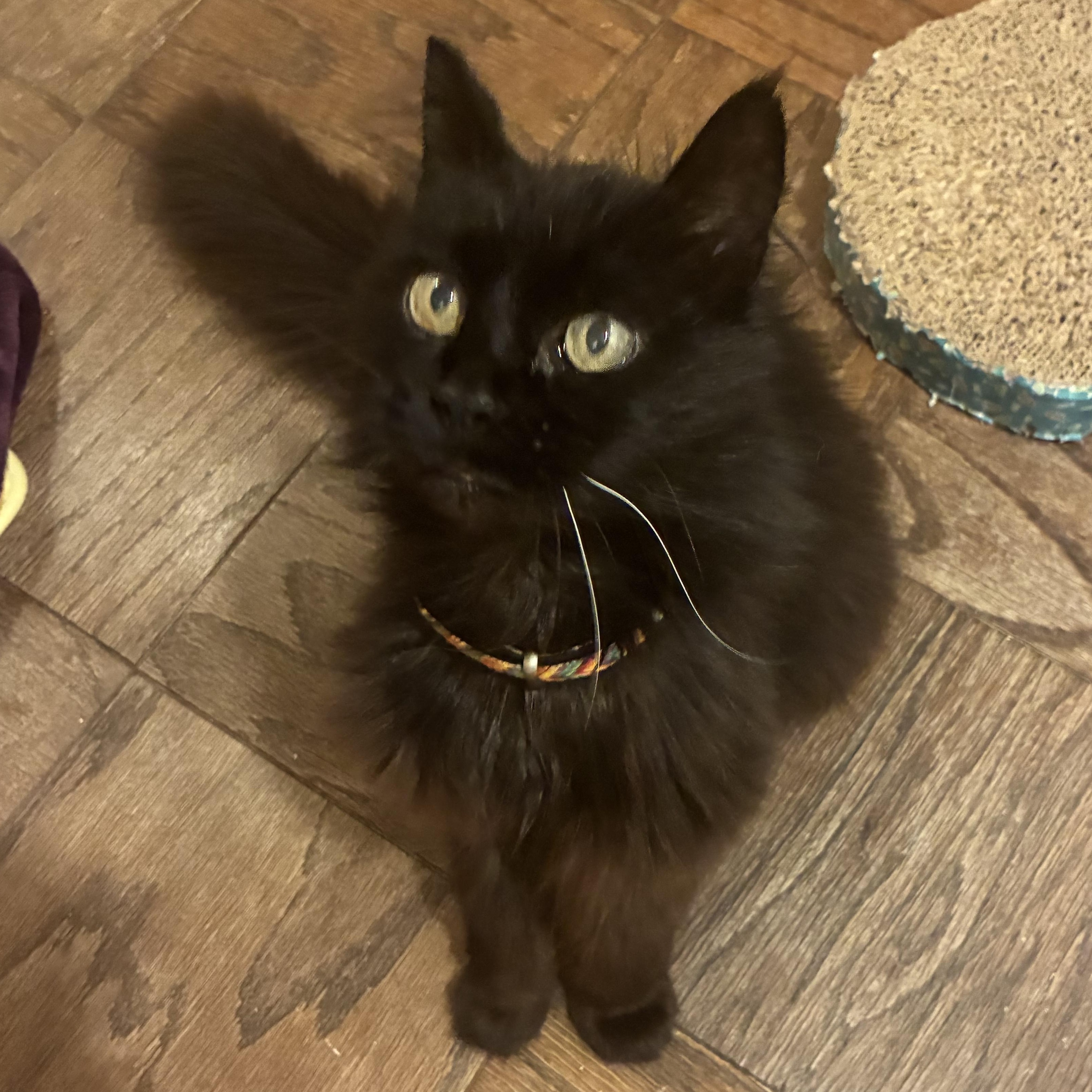 Blackberry, ADOPTABLE, Senior Female Domestic Long Hair.