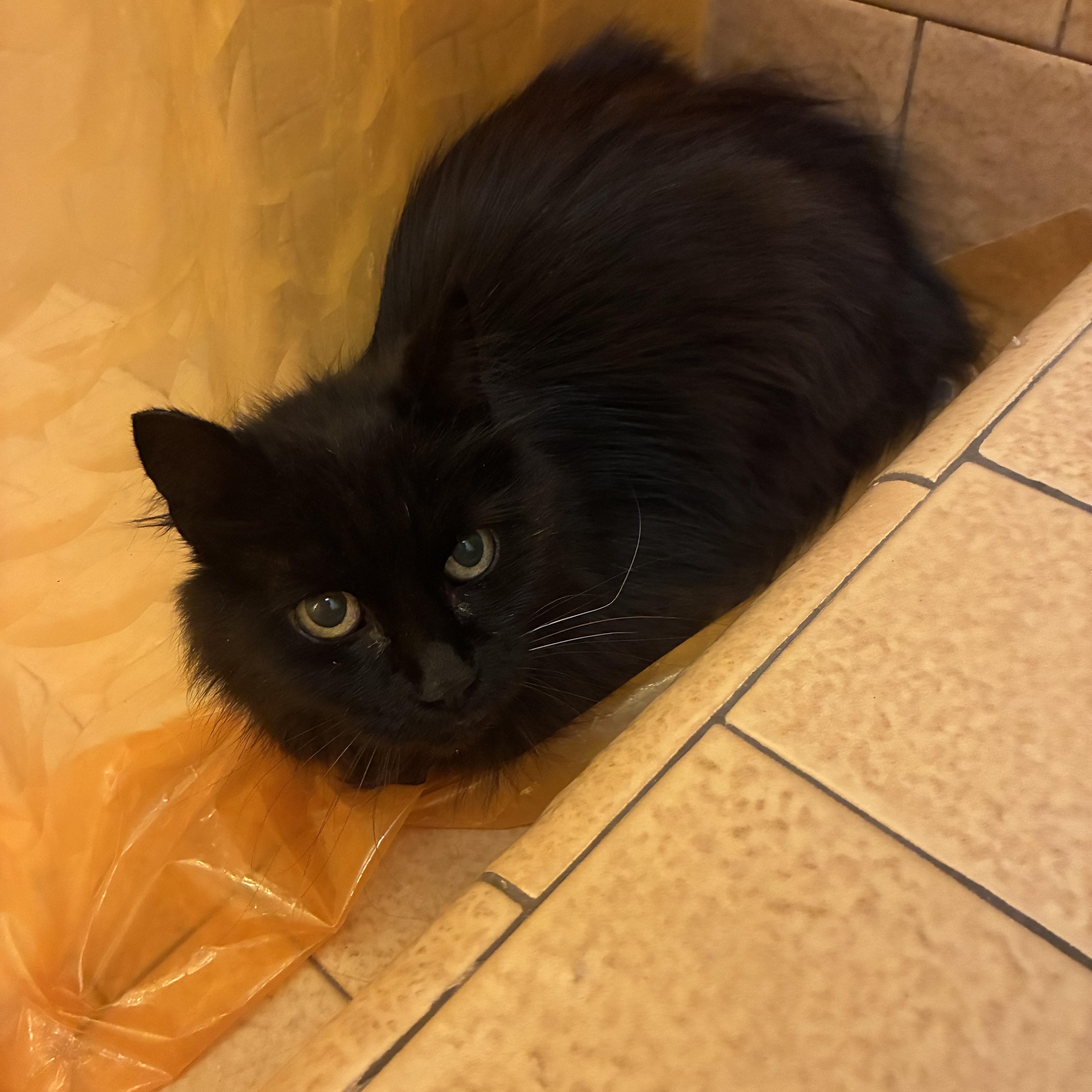 Blackberry, a ADOPTABLE mixed breed in Los Osos, CA image 2/6
