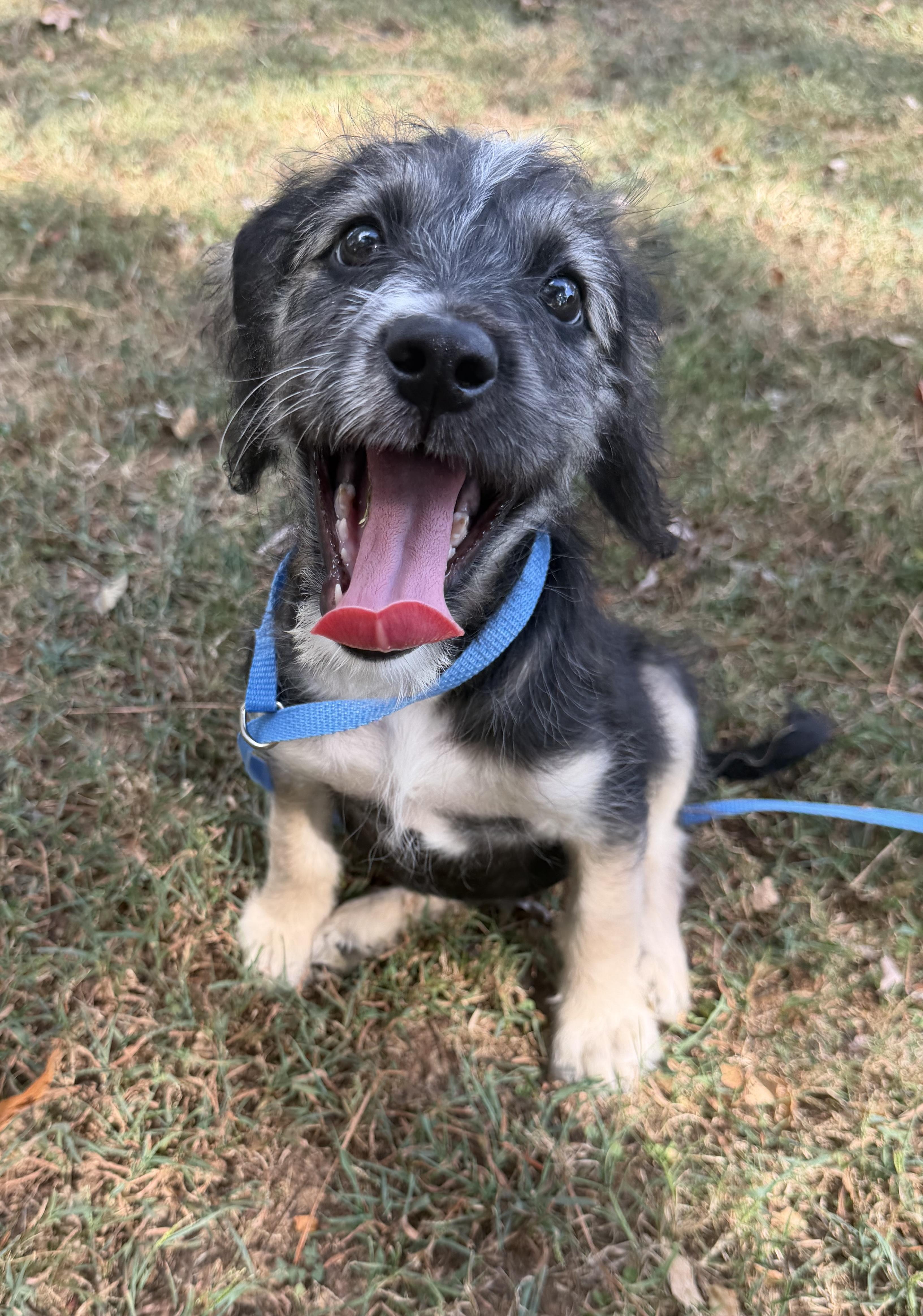 Smores, Adopted, Young Female Poodle & Schnauzer.