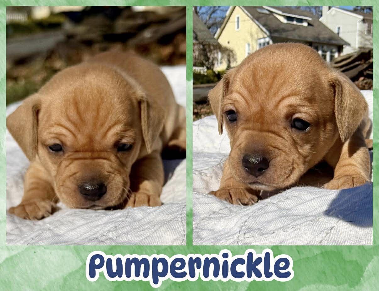 Pumpernickel, ADOPTABLE, Puppy Male Chihuahua.