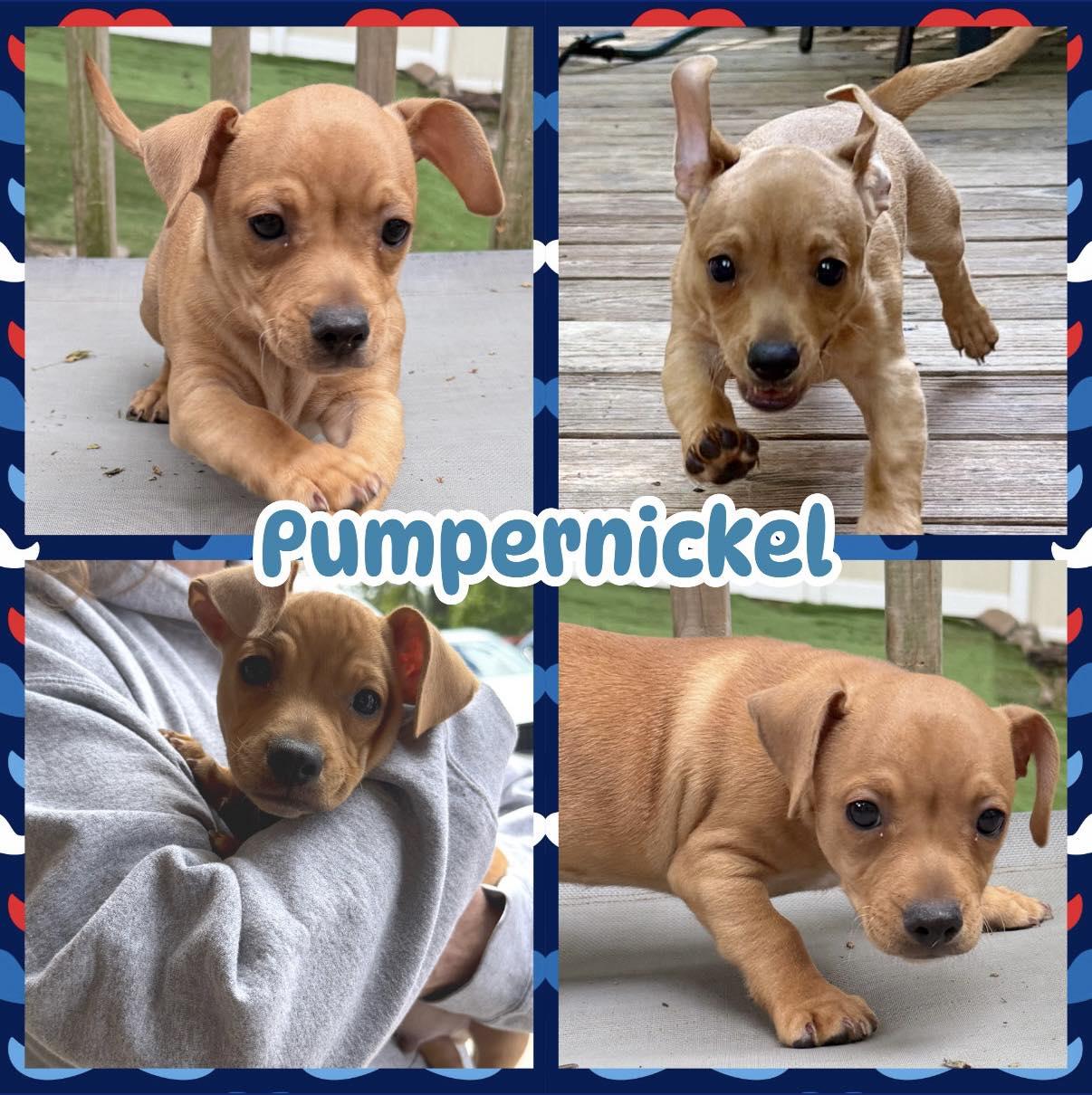 Pumpernickel, ADOPTABLE, Puppy Male Chihuahua.
