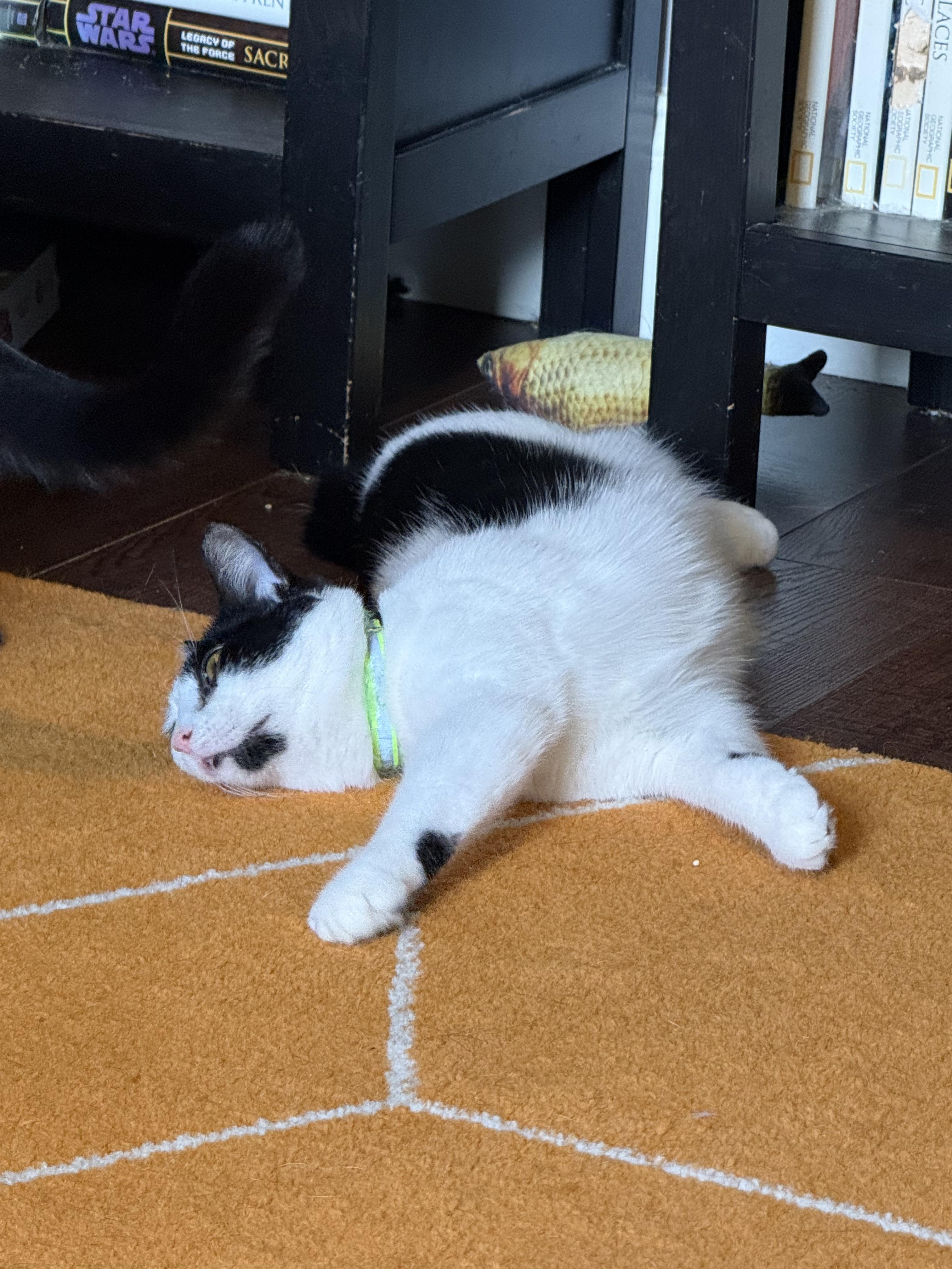 Enlarge Phantom, a Adoptable Domestic Short Hair in Kissimmee, FL image 6/6