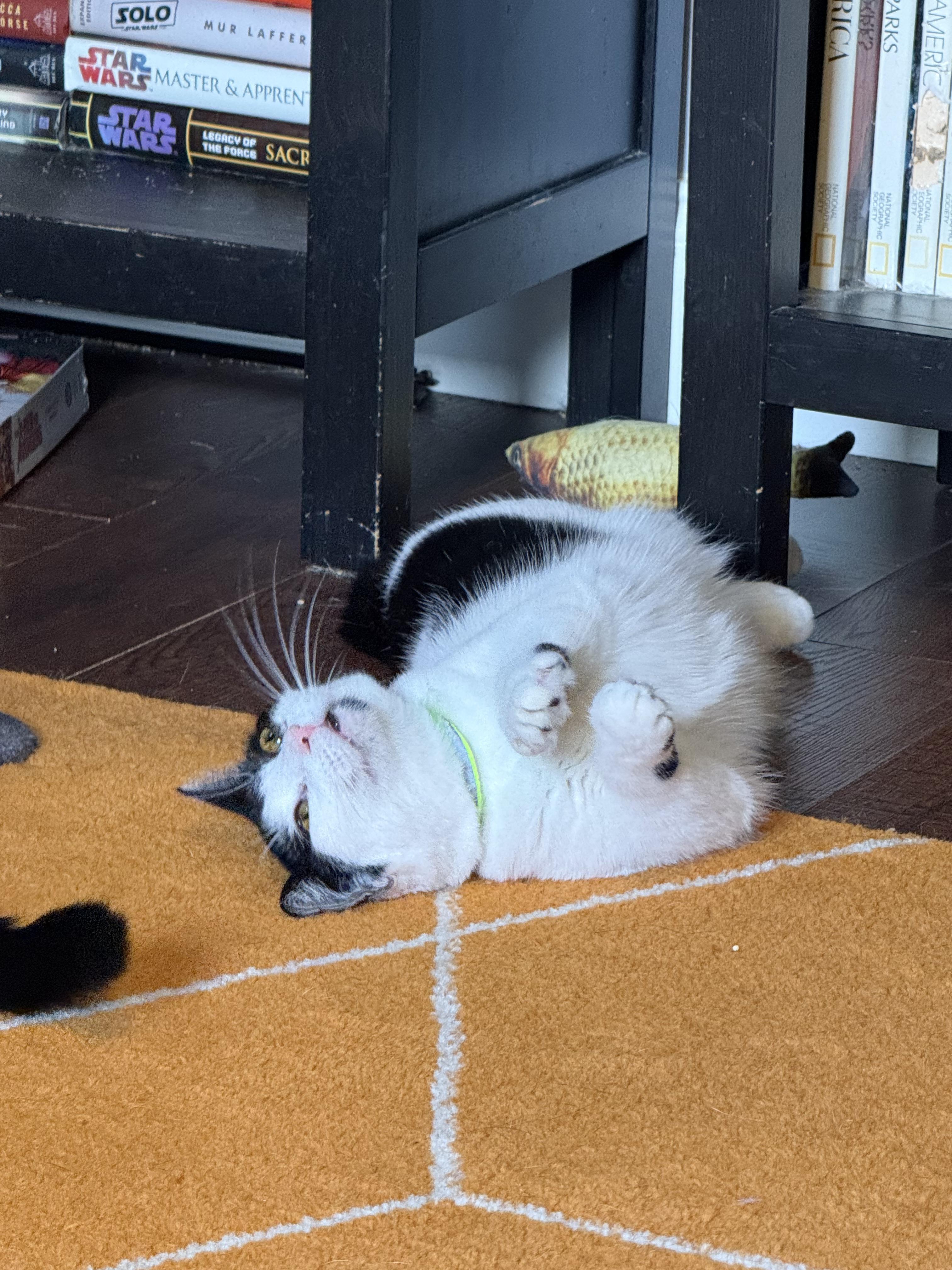 Enlarge Phantom, a Adoptable Domestic Short Hair in Kissimmee, FL image 4/6