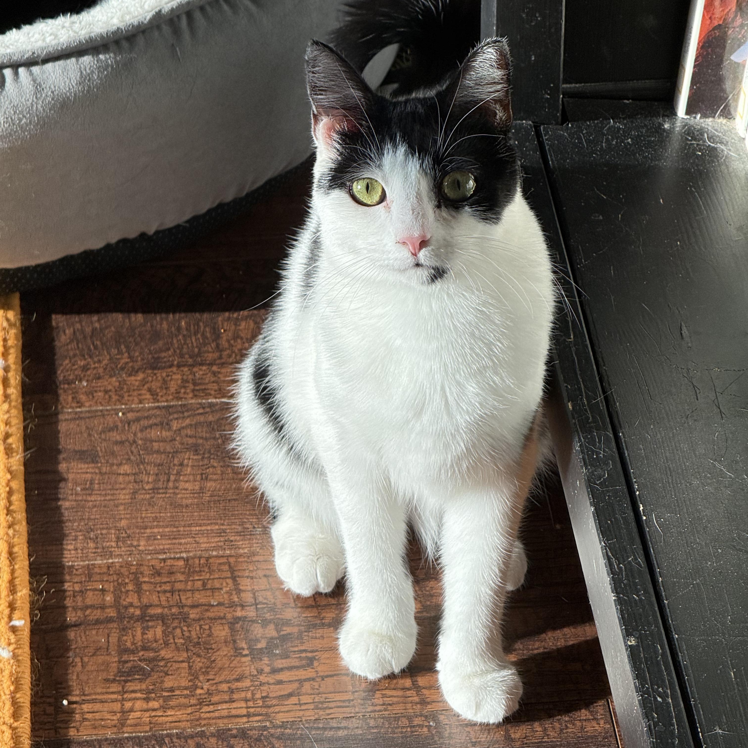 Enlarge Phantom, a Adoptable Domestic Short Hair in Kissimmee, FL image 1/6