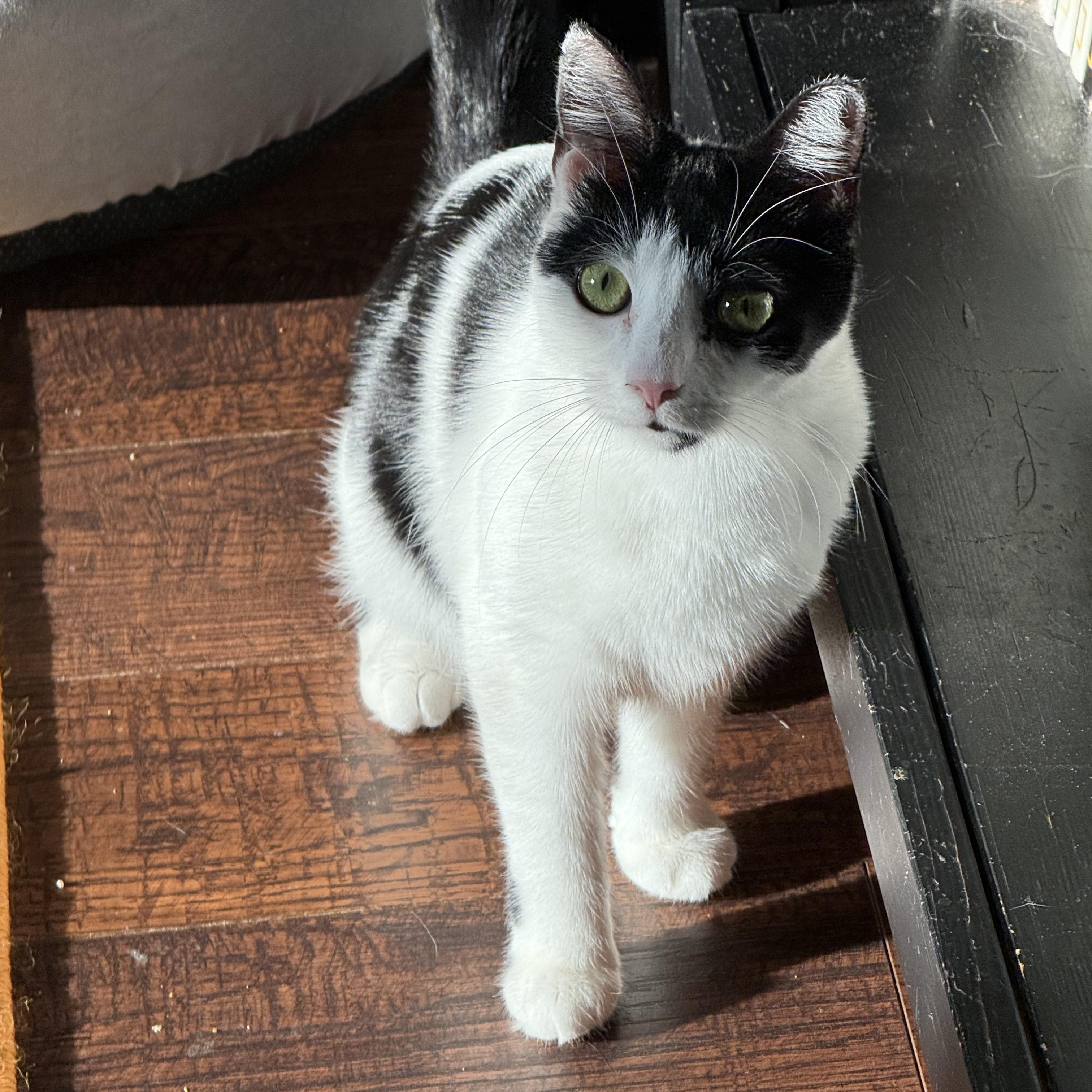 Enlarge Phantom, a Adoptable Domestic Short Hair in Kissimmee, FL image 3/6