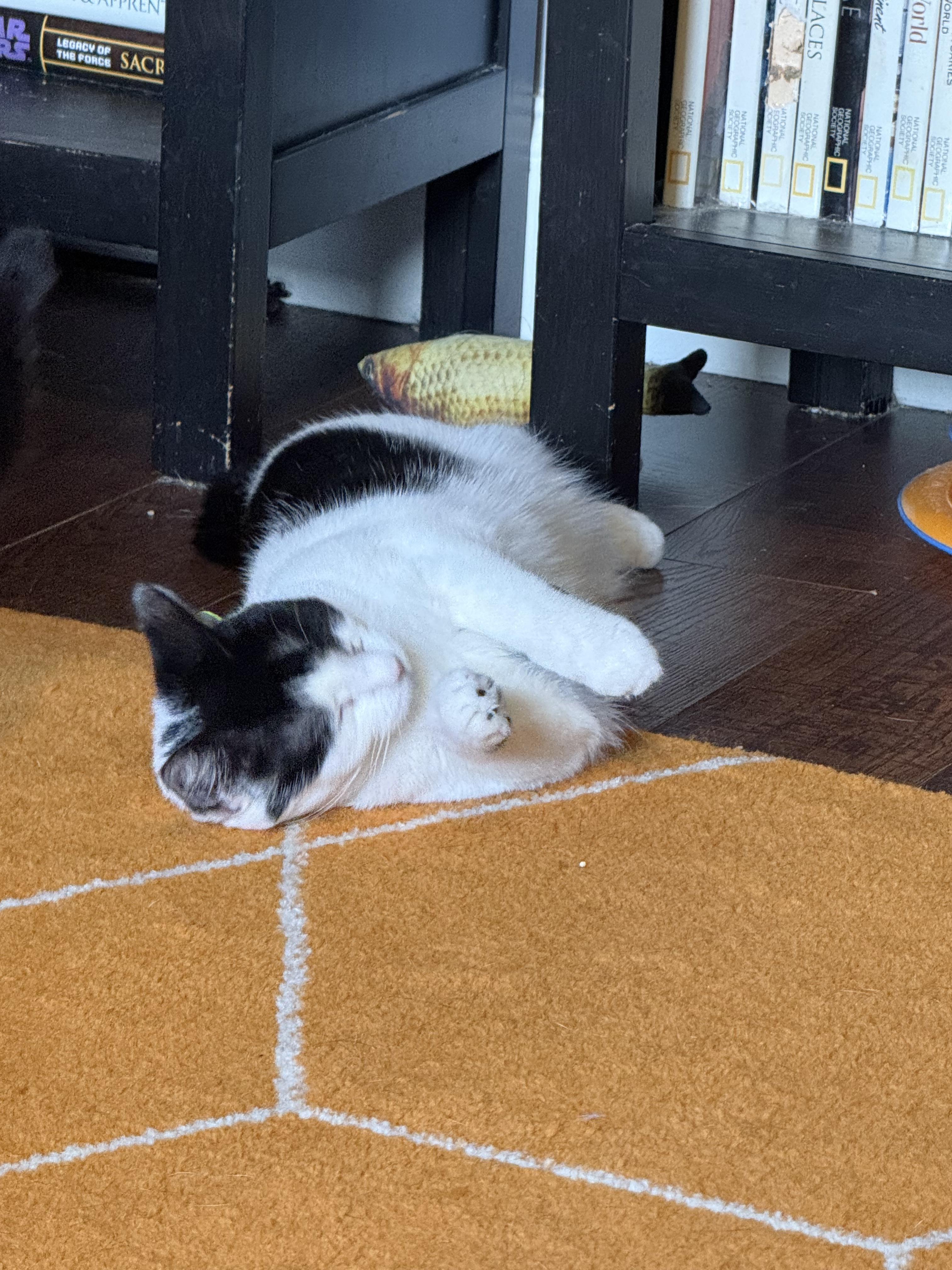 Enlarge Phantom, a Adoptable Domestic Short Hair in Kissimmee, FL image 5/6