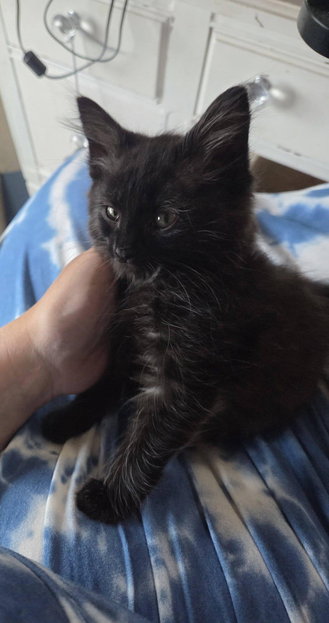 Sarabi, a ADOPTABLE Domestic Long Hair in Rochester, NY image 2/4