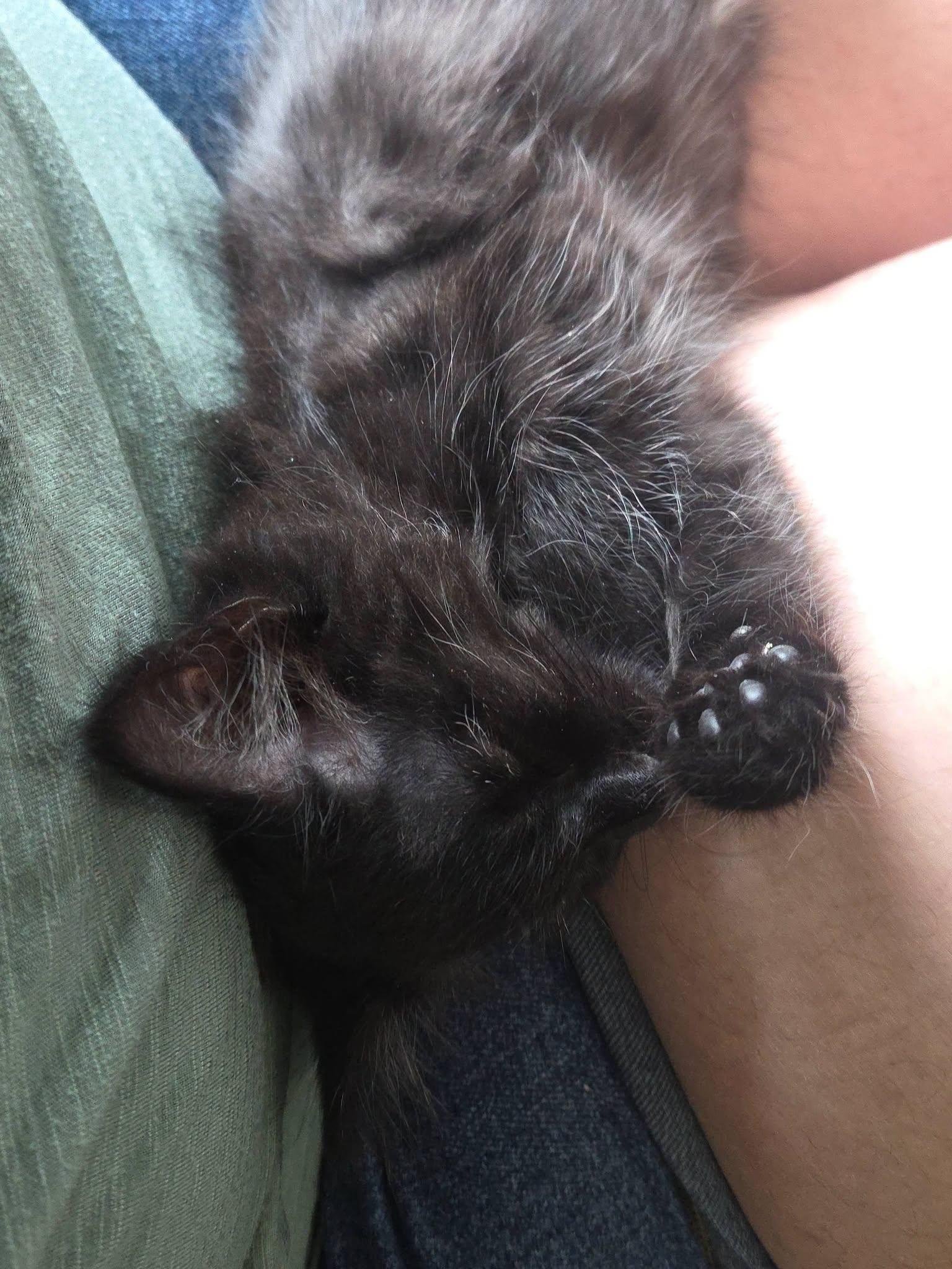 Sarabi, a ADOPTABLE Domestic Long Hair in Rochester, NY image 4/4