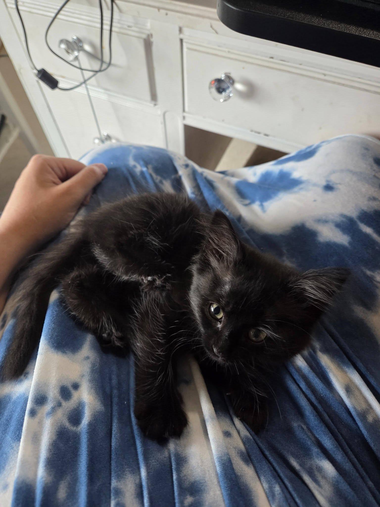 Sarabi, ADOPTABLE, Kitten Female Domestic Long Hair.