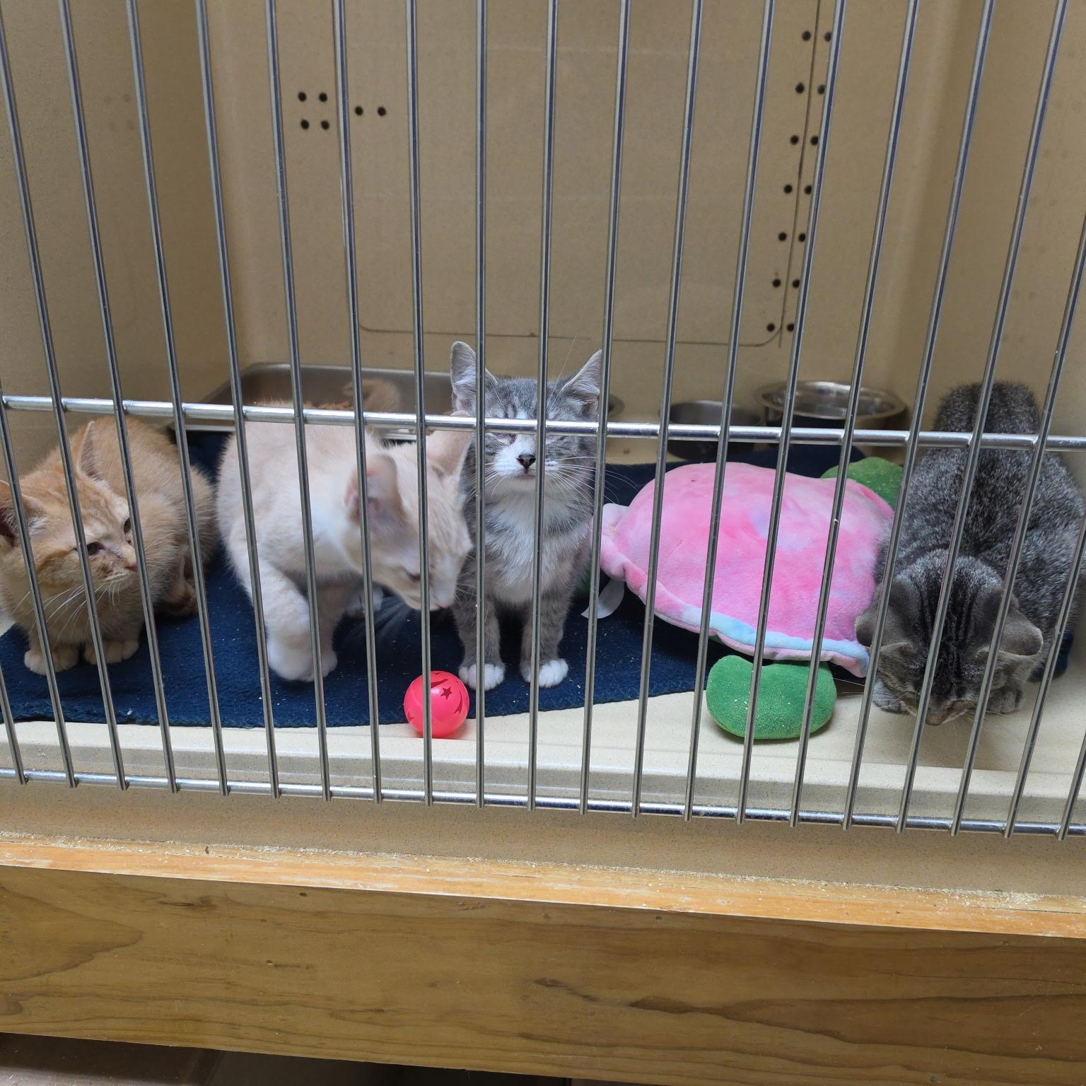 Enlarge Quasor, a Adoptable mixed breed in Clarksville, VA image 3/4