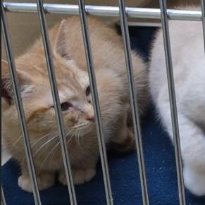 Quasor, Adoptable, Kitten Male Tabby & Tiger.