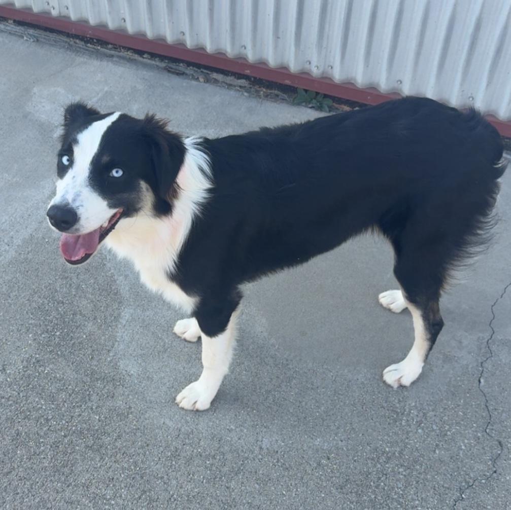 Enlarge Coda, a Adoptable Australian Shepherd in Lexington, KY image 1/4