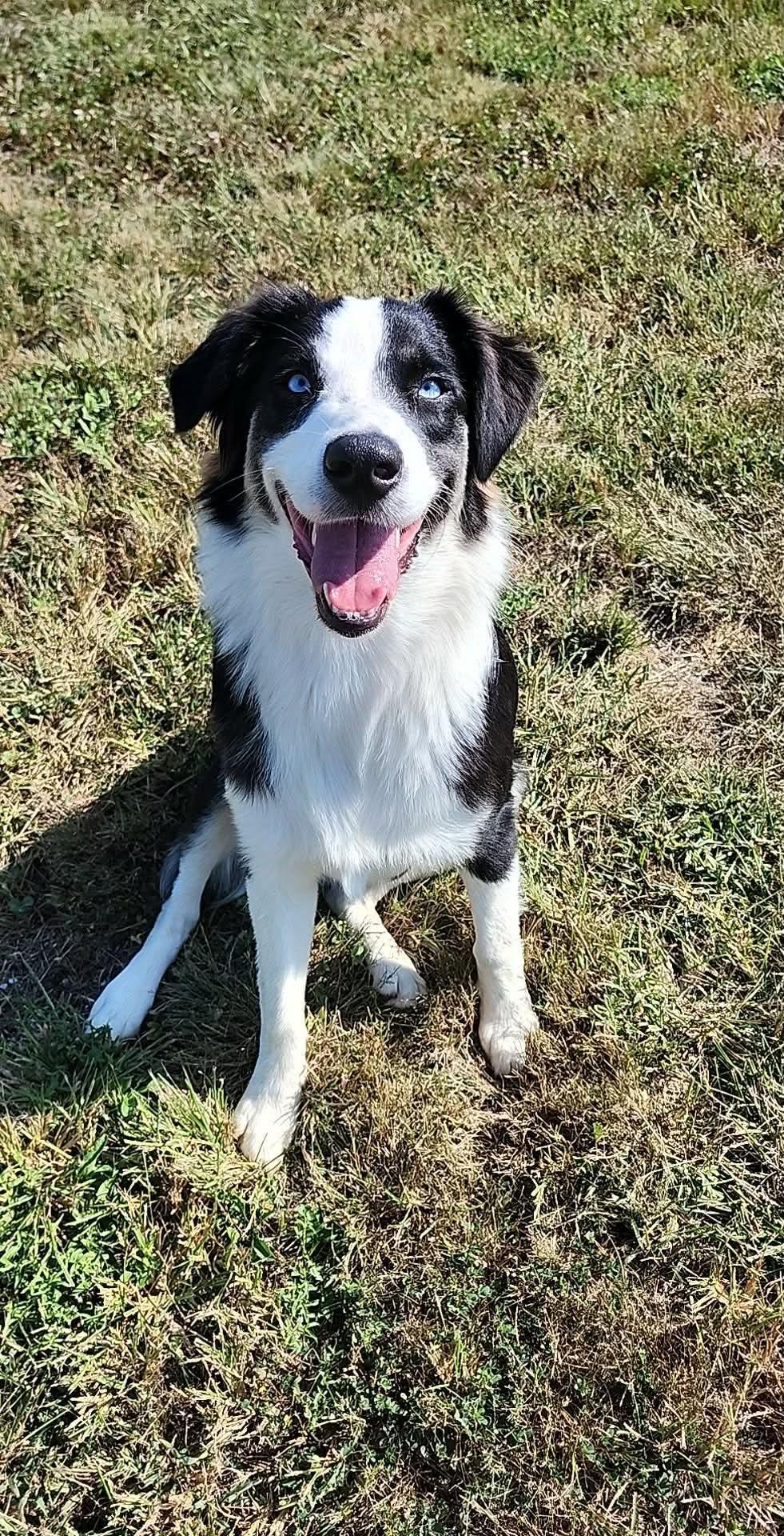 Enlarge Coda, a Adoptable Australian Shepherd in Lexington, KY image 2/4