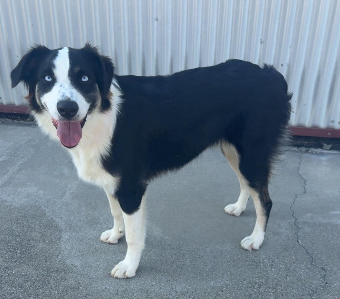 Enlarge Coda, a Adoptable Australian Shepherd in Lexington, KY image 3/4