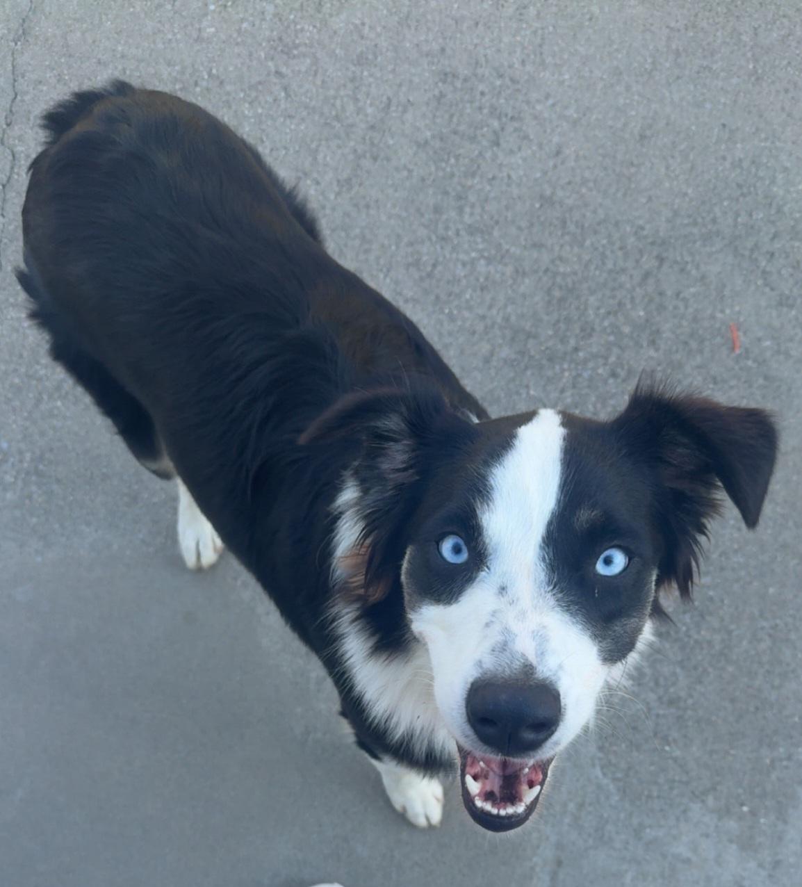 Enlarge Coda, a Adoptable Australian Shepherd in Lexington, KY image 4/4