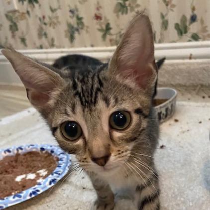 Harry Potter, Adoptable, Kitten Male Domestic Short Hair.