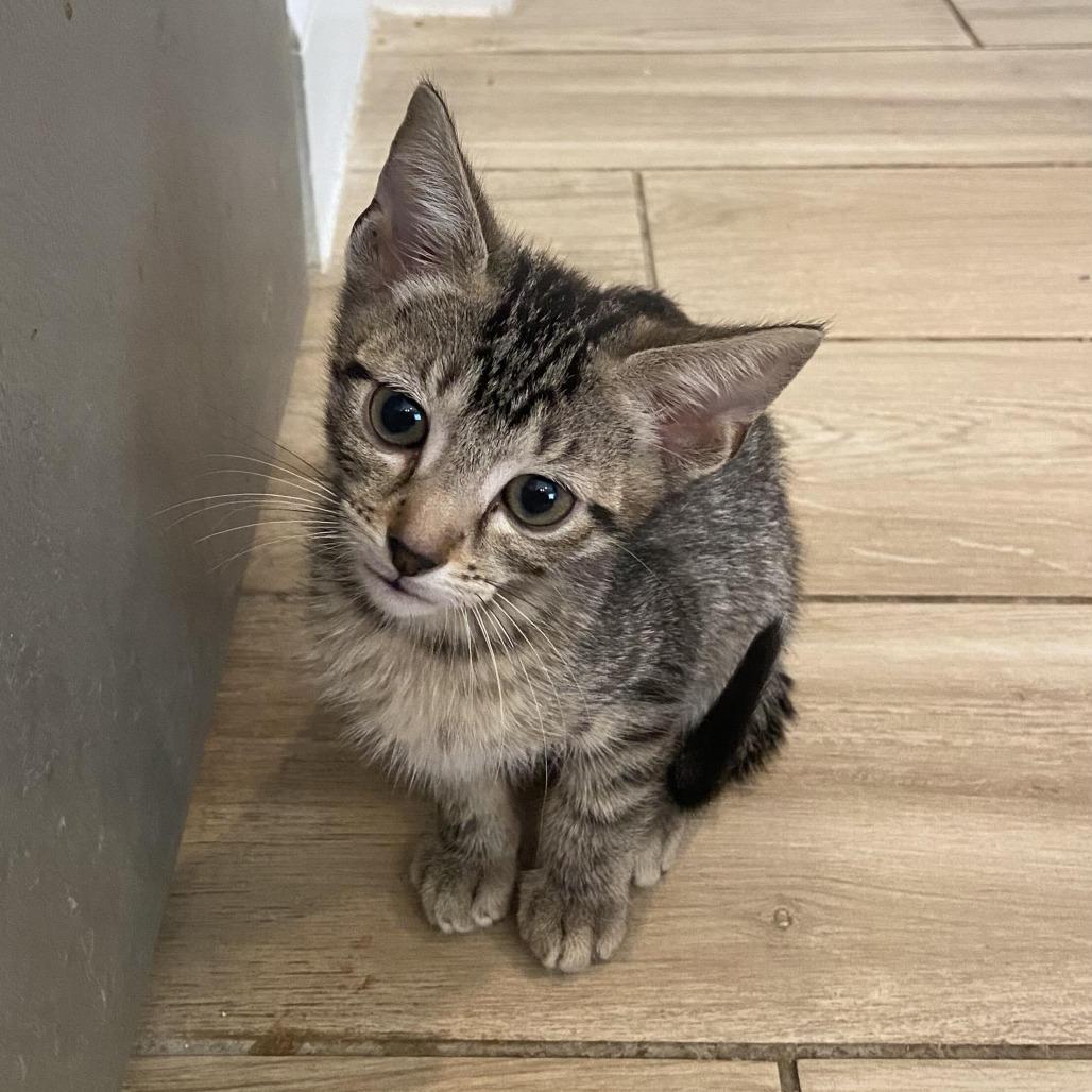 Harry Potter, a Adoptable Domestic Short Hair in Prosper, TX image 2/3