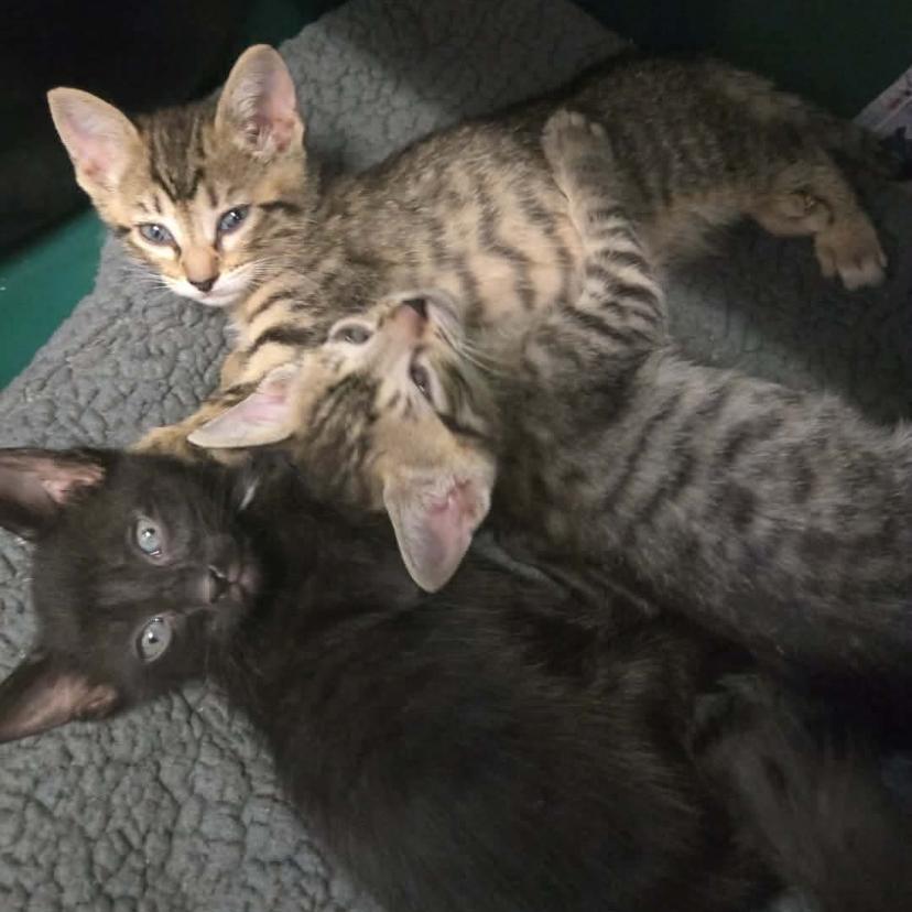 Harry Potter, a Adoptable Domestic Short Hair in Prosper, TX image 3/3