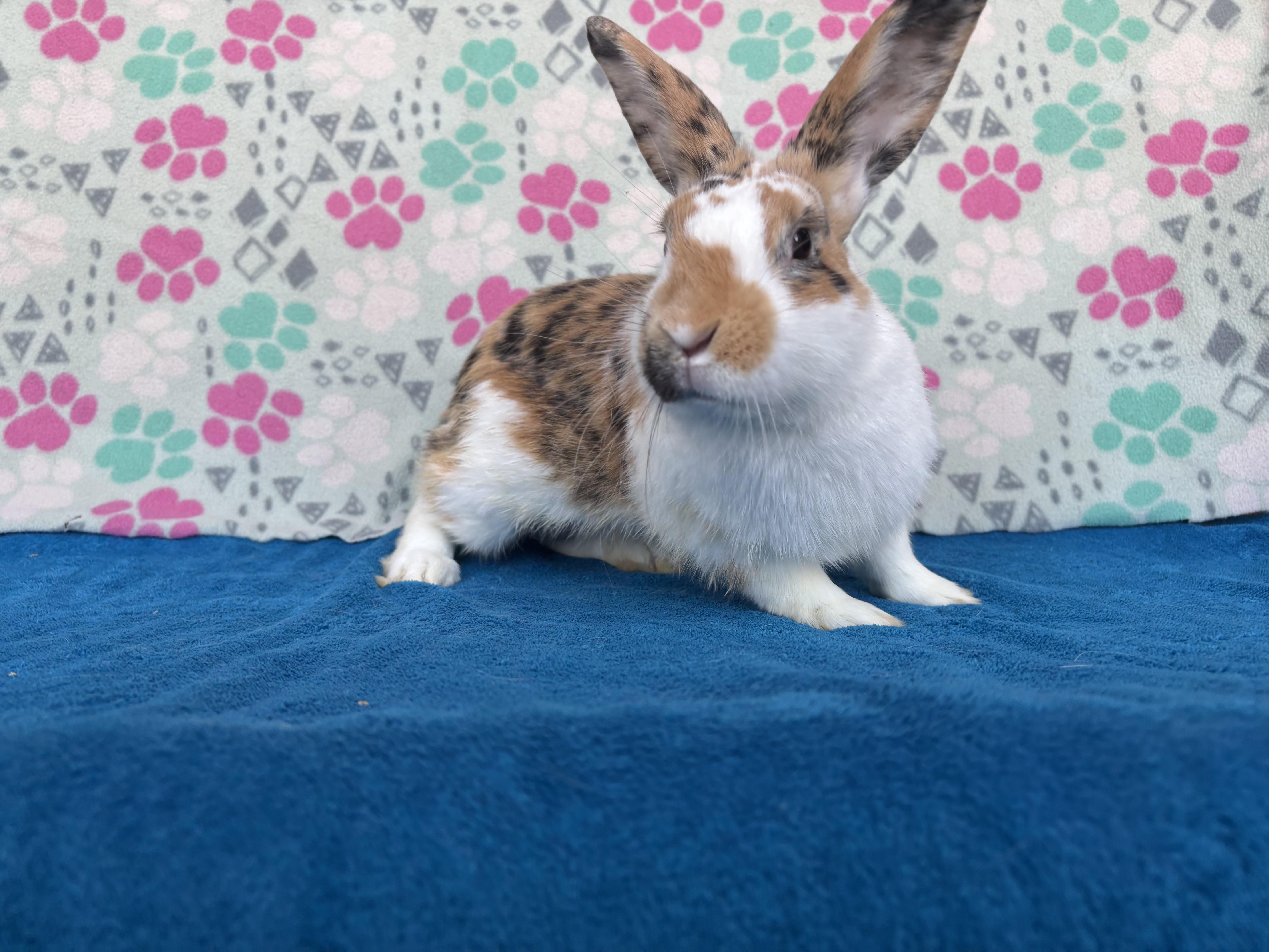 Sealy - Adoptable Pet | Petfinder | Petfinder