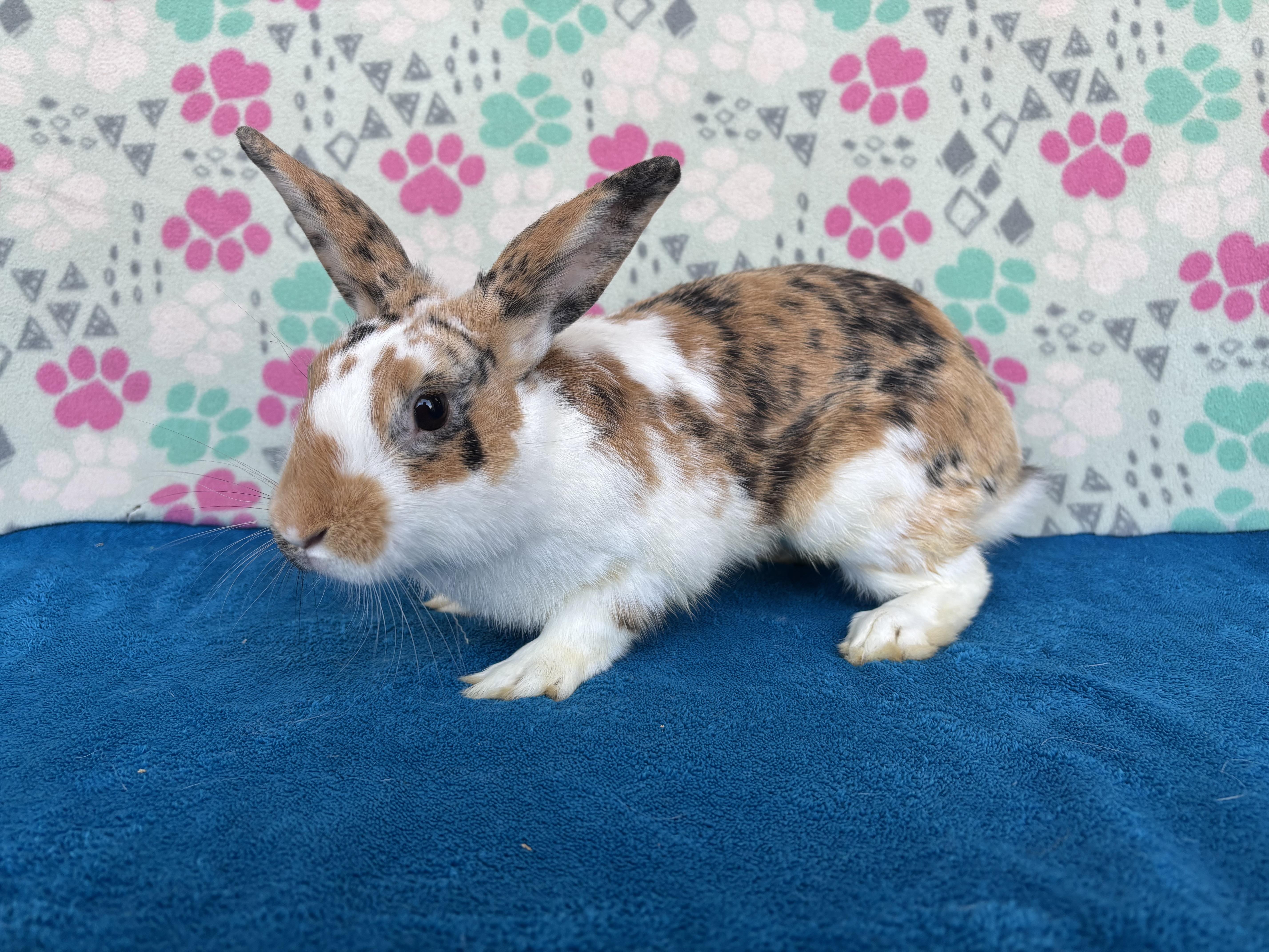 Sealy, Adoptable, Adult Male Mini Rex.
