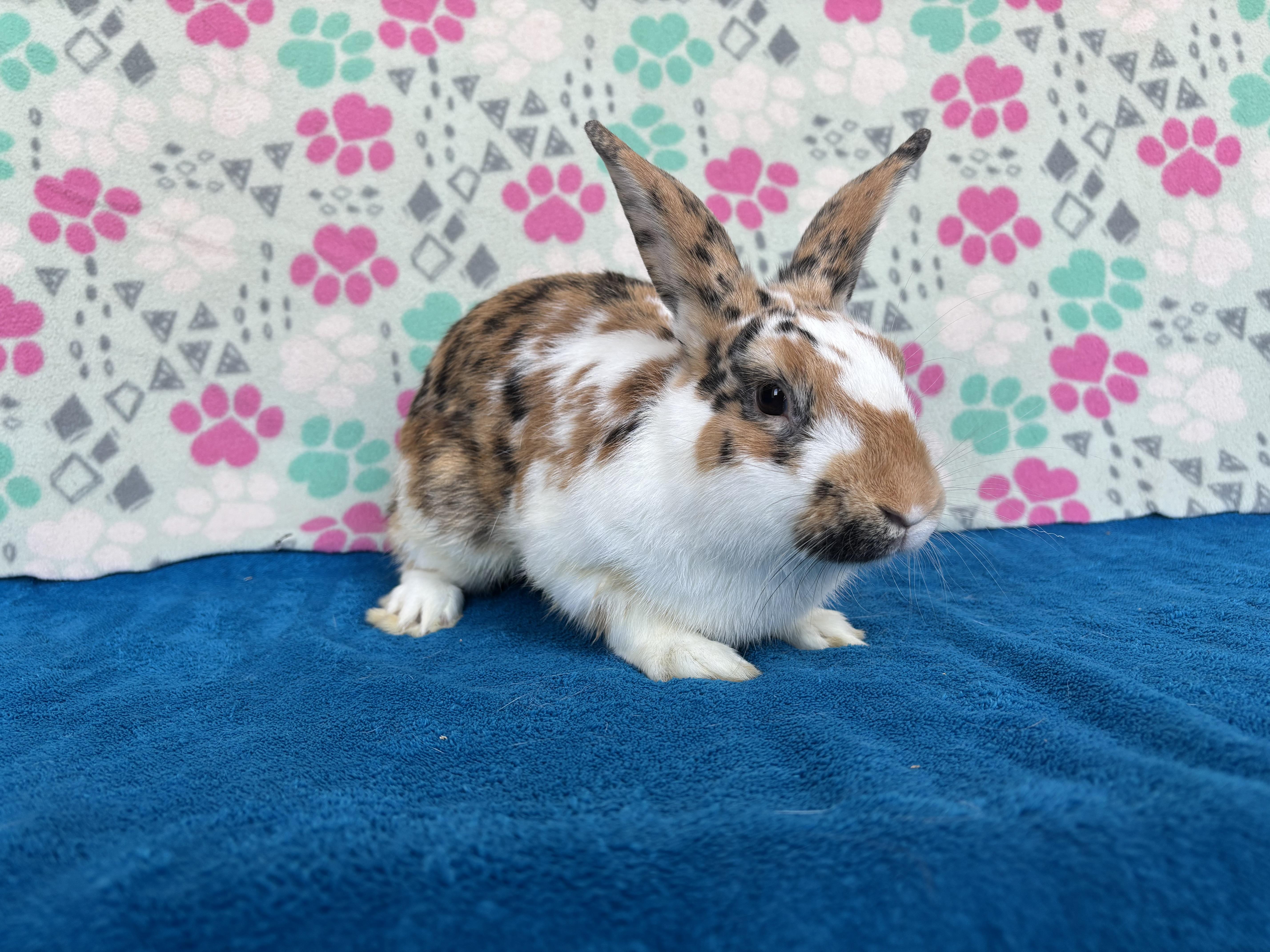 Sealy, a Adoptable mixed breed in Appleton, WI image 3/3