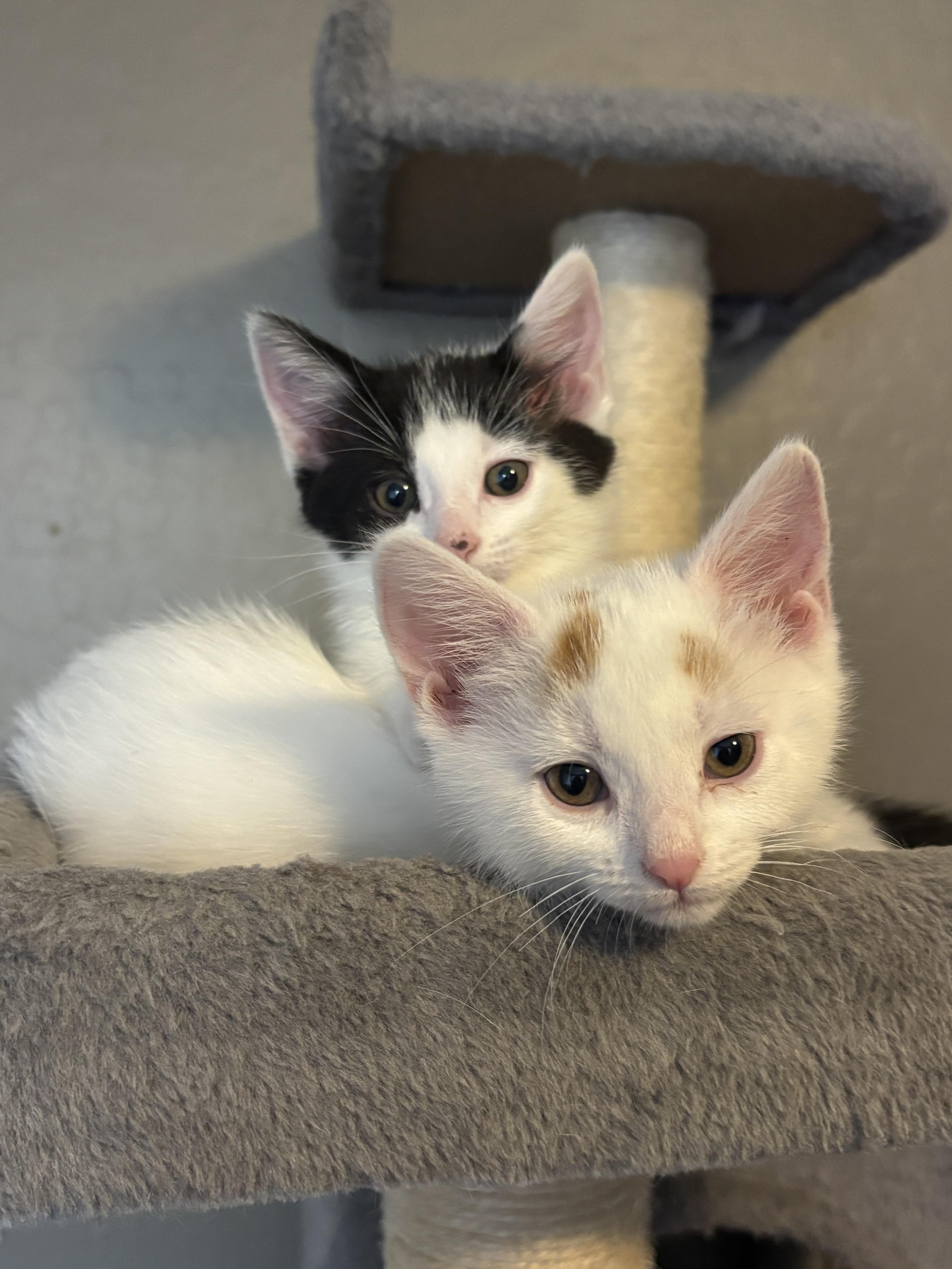 Enlarge Peanut, a ADOPTABLE Domestic Short Hair in queen creek, AZ image 3/3