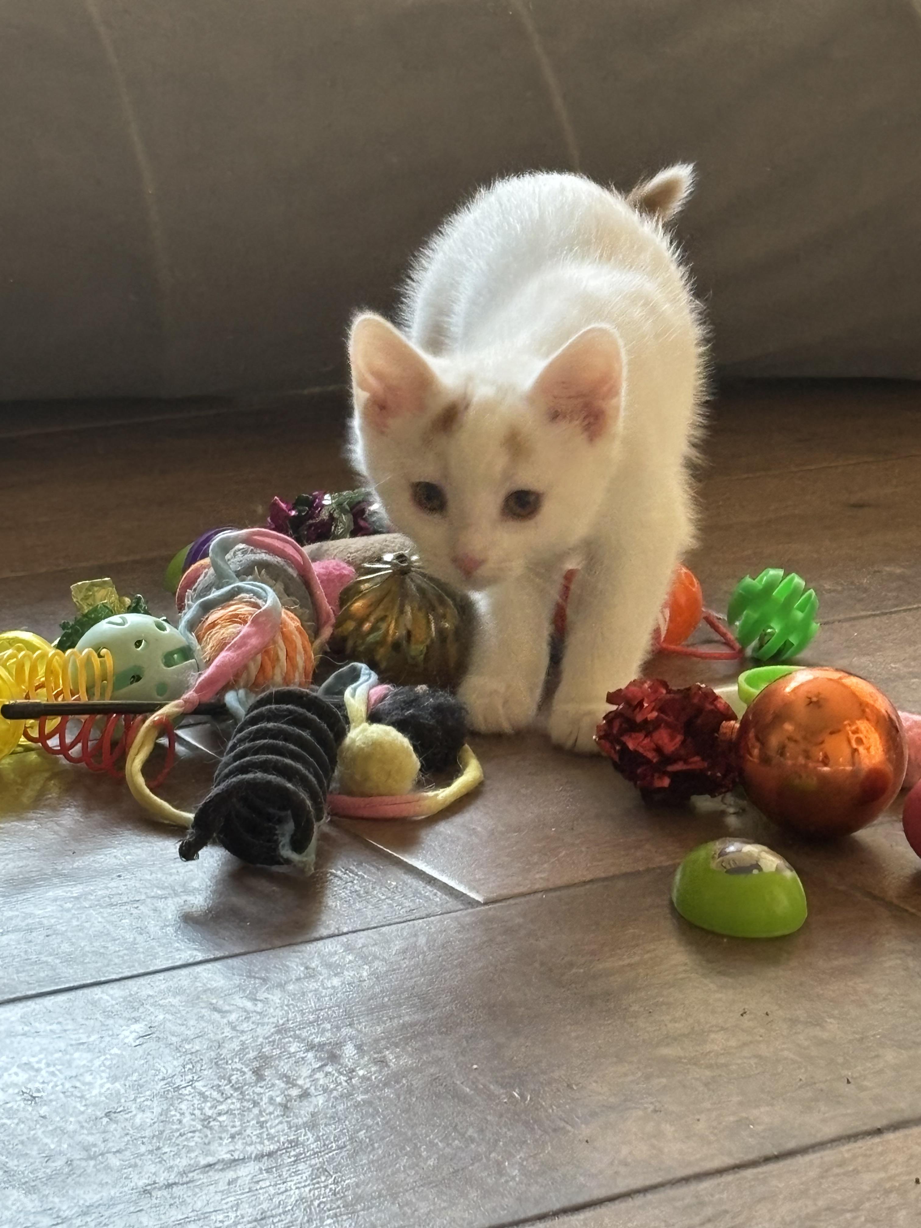 Enlarge Peanut, a ADOPTABLE Domestic Short Hair in queen creek, AZ image 2/3