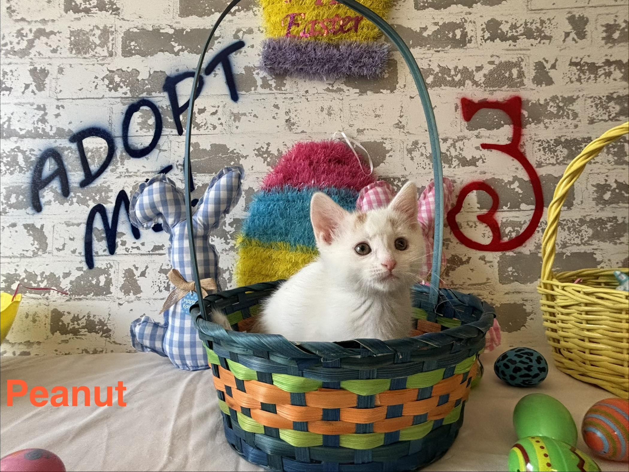 Peanut, ADOPTABLE, Kitten Male Domestic Short Hair.