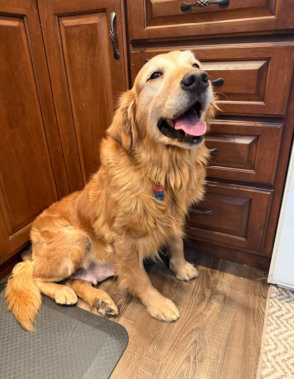 Enlarge Zeke!!, an adopted Morkie in Celina, OH image 5/6