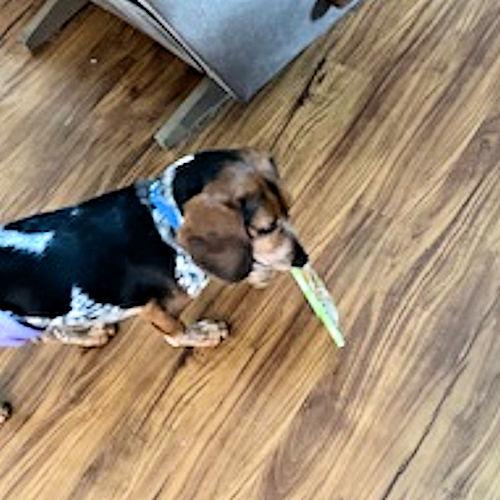 Enlarge Arrow, a ADOPTABLE Beagle image 2/5