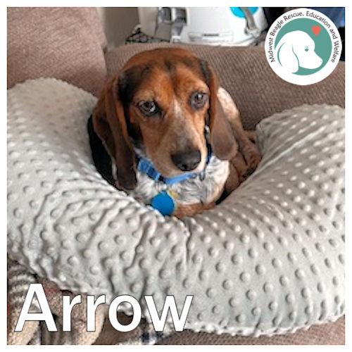 Enlarge Arrow, a ADOPTABLE Beagle image 1/5