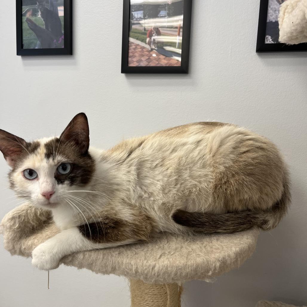 Enlarge Brownie, a Adoptable mixed breed in Morganfield, KY image 1/3