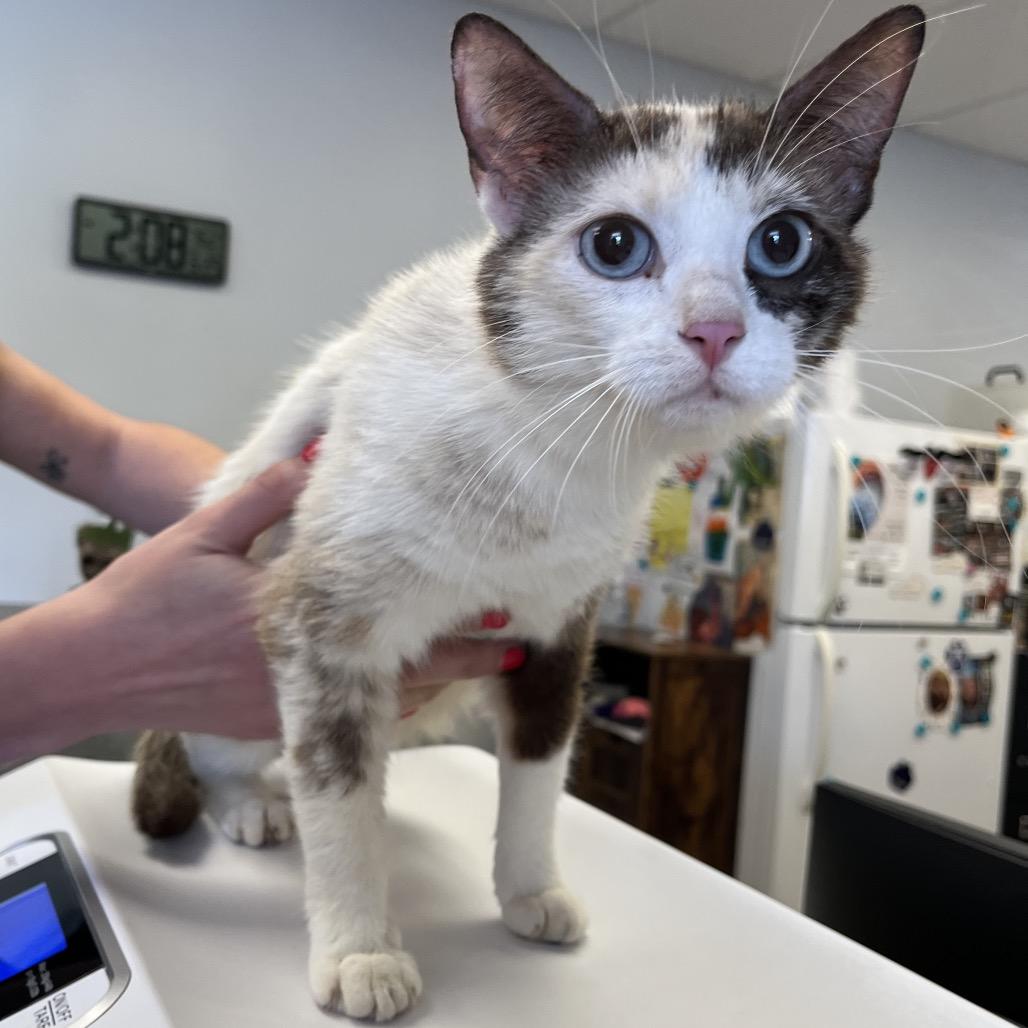 Enlarge Brownie, a Adoptable mixed breed in Morganfield, KY image 3/3