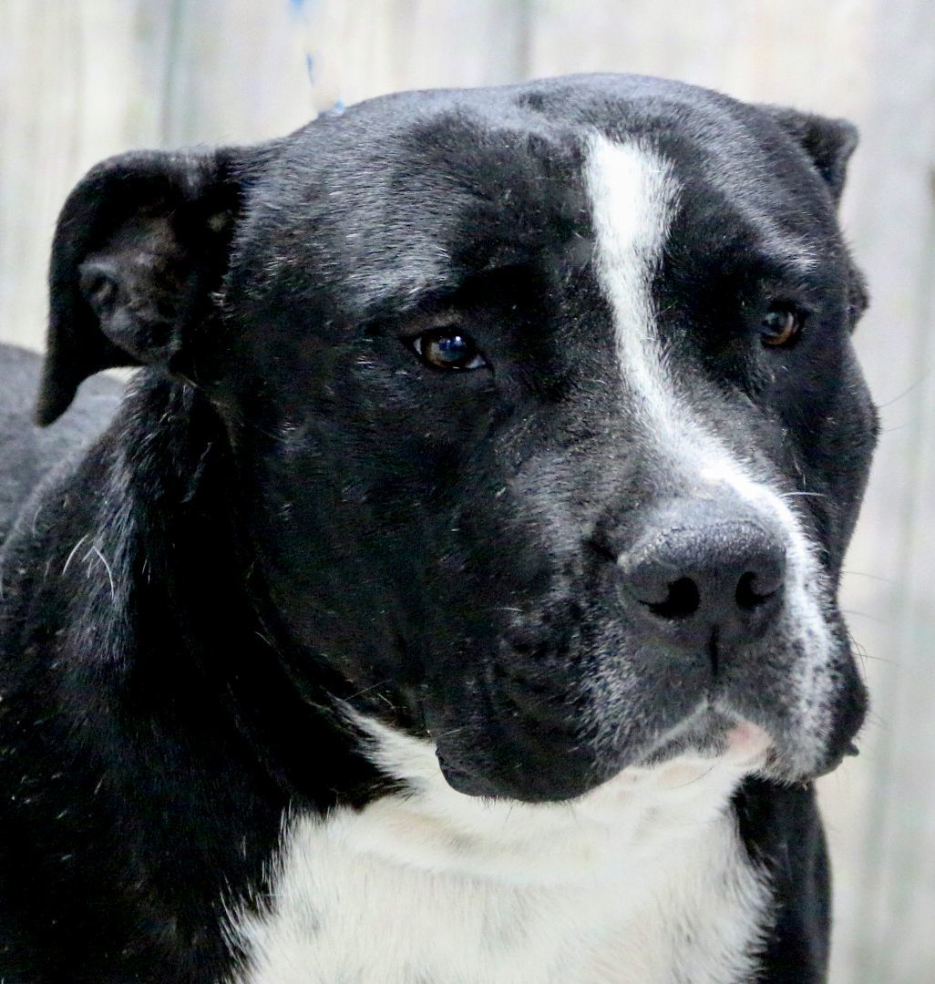 Valerie, Adoptable, Young Female American Staffordshire Terrier.