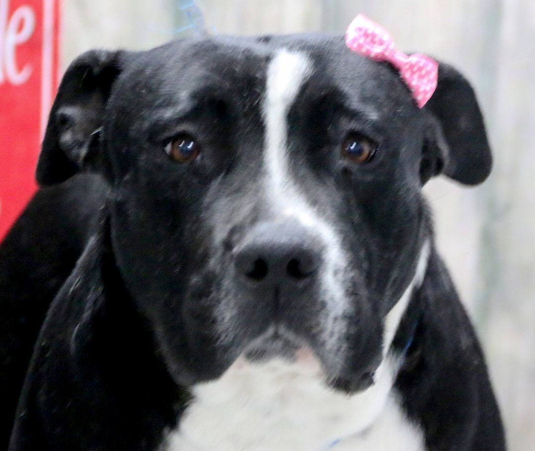 Enlarge Valerie, a Adoptable American Staffordshire Terrier in Casa Grande, AZ image 2/3