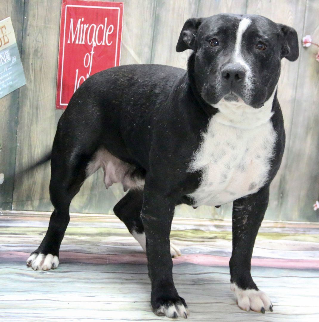 Enlarge Valerie, a Adoptable American Staffordshire Terrier in Casa Grande, AZ image 3/3